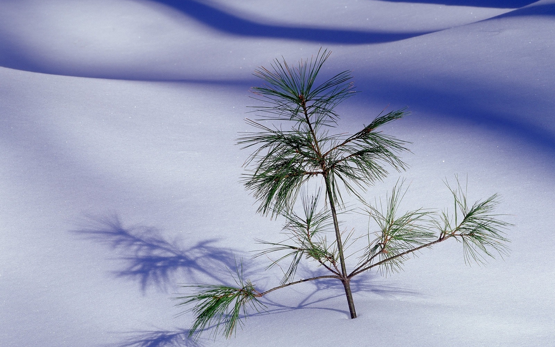 landscape, pine, snow, blue HD wallpaper