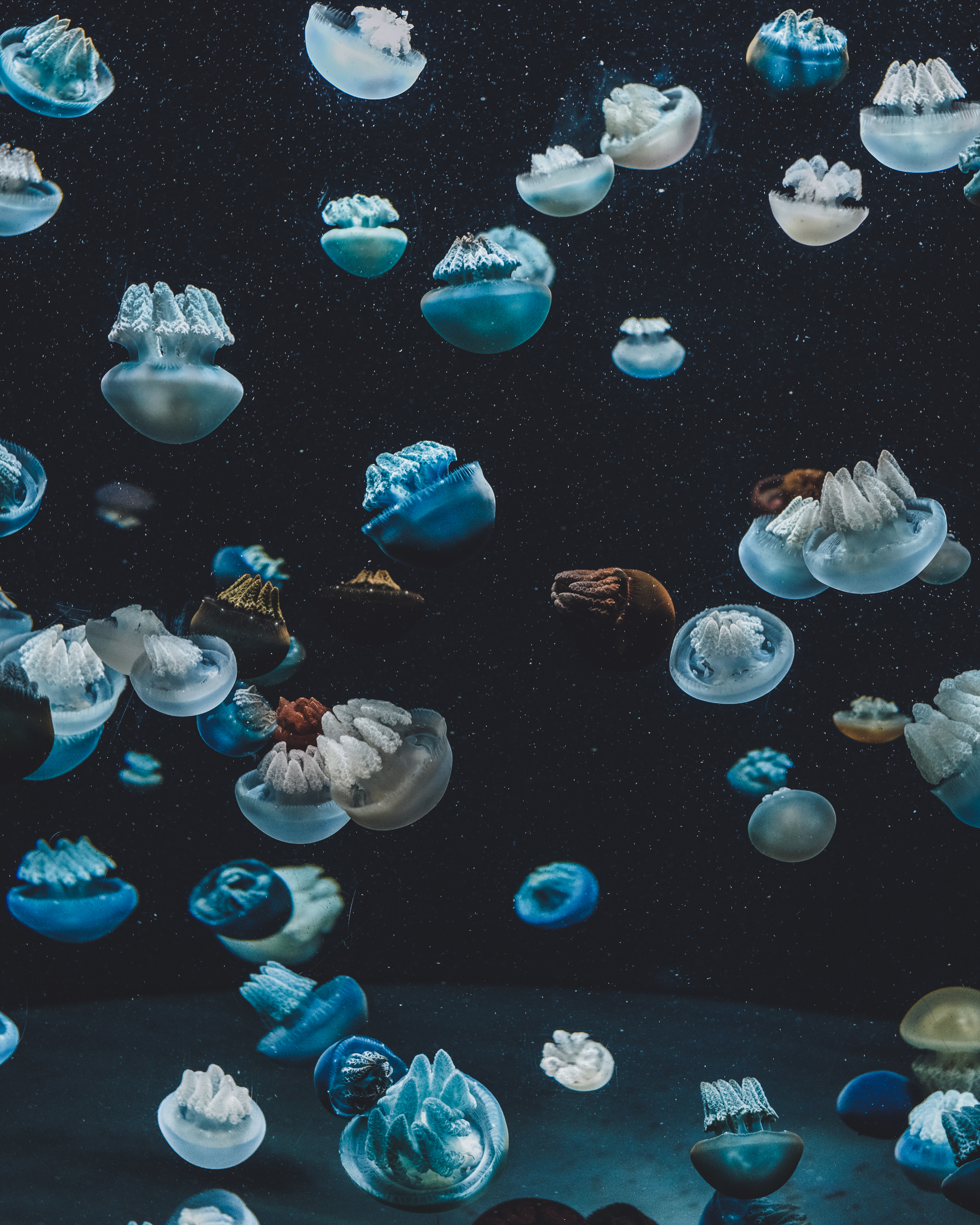 Mobile Wallpaper Underwater World aquarium, jellyfish, animals