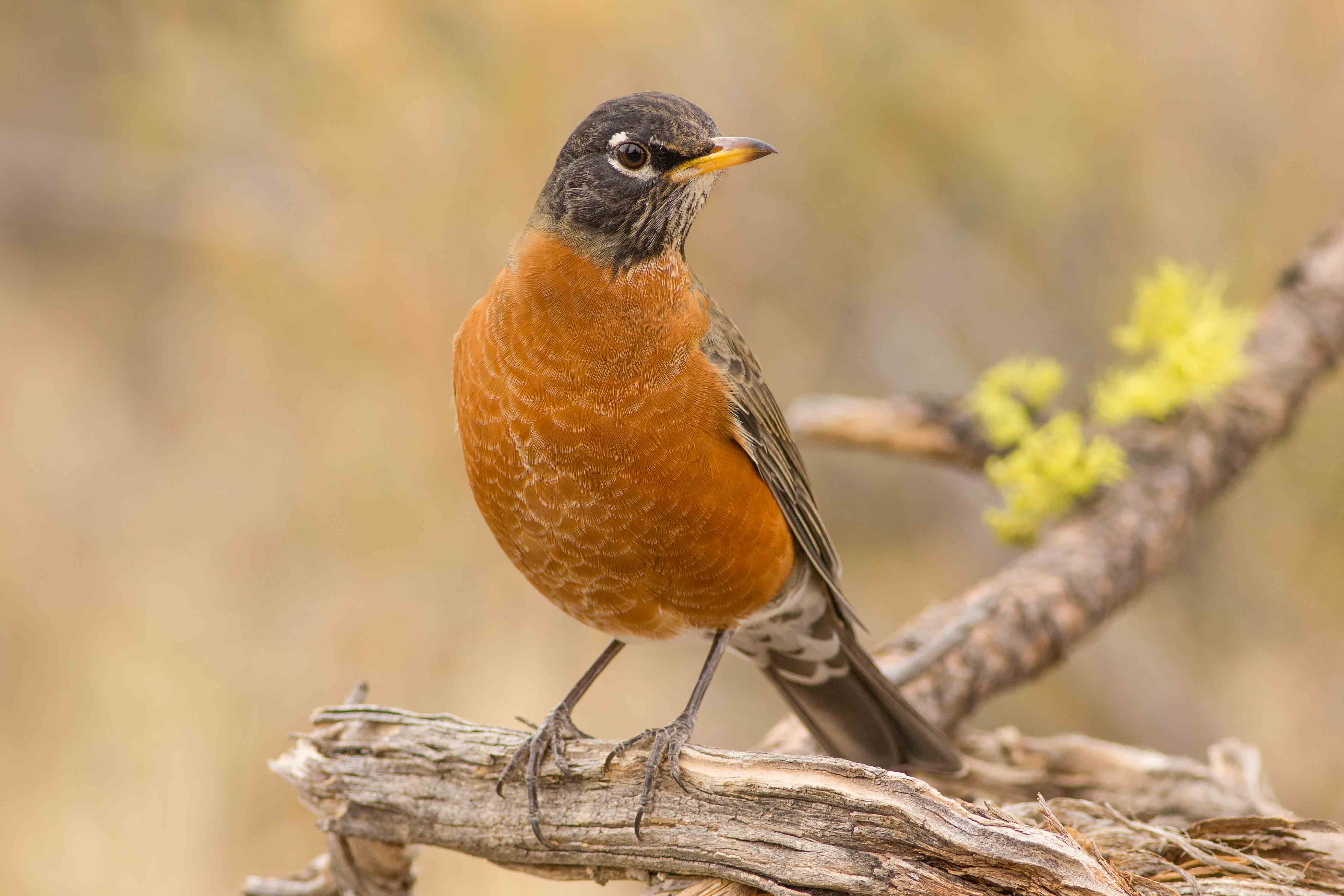 Американская Рябинница Robin