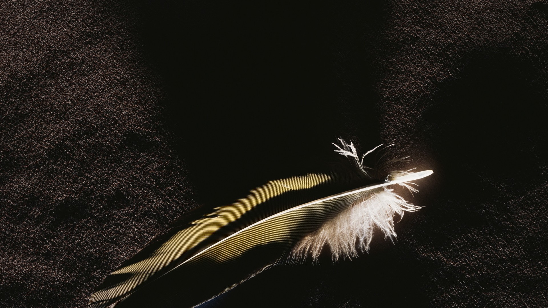 background, feather, black