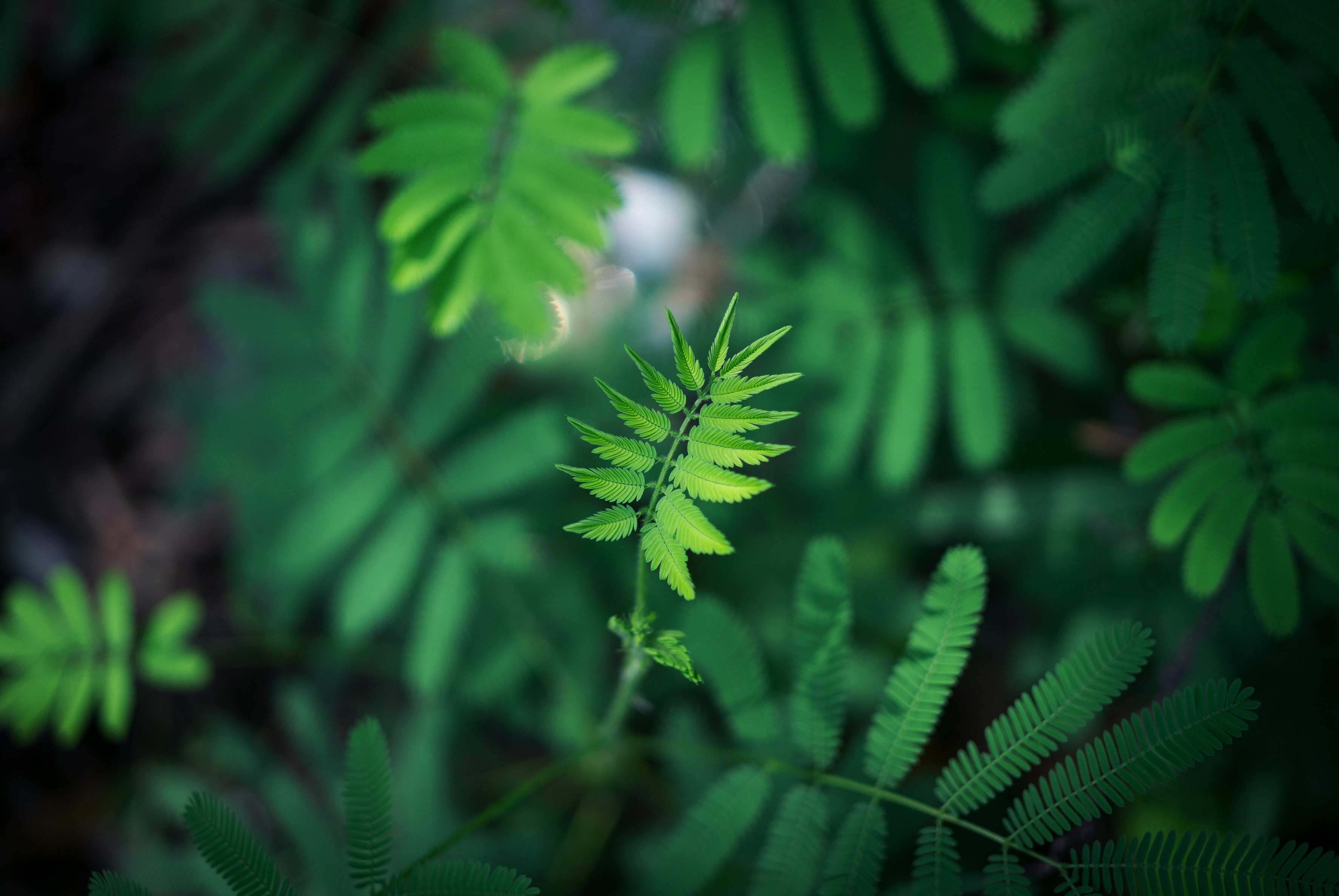 91836 free download Green wallpapers for phone, leaf, blur, sheet, smooth Green images and screensavers for mobile