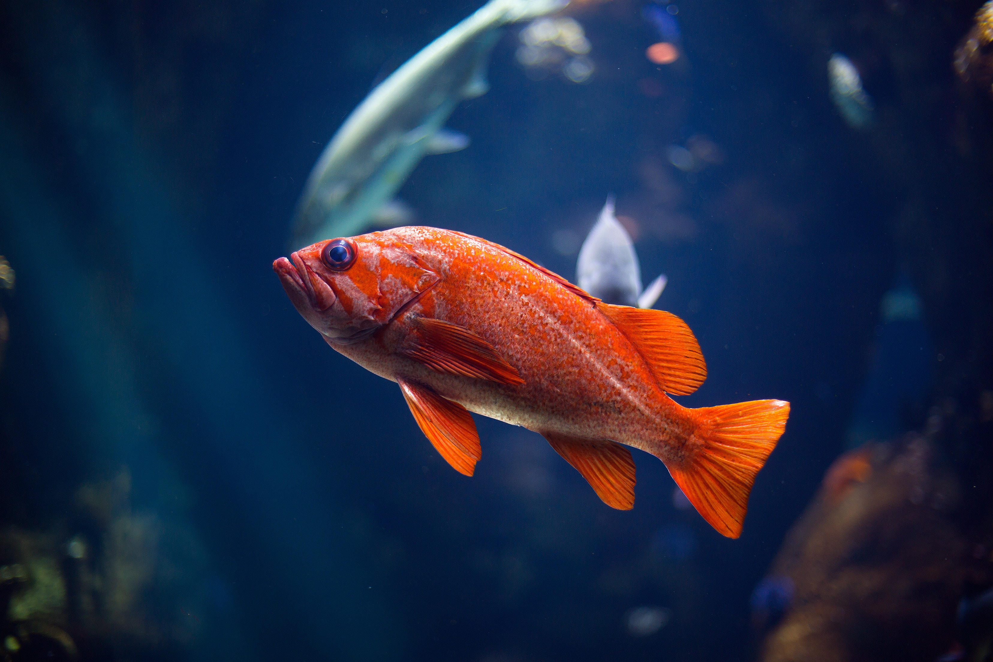 56166 Bild herunterladen tiere, rot, unterwasserwelt, ein fisch, fisch - Hintergrundbilder und Bildschirmschoner kostenlos