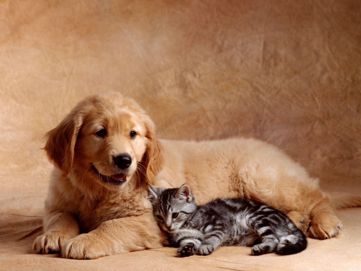 40464 завантажити шпалери собаки, тварини, кішки, помаранчевий - заставки і картинки безкоштовно