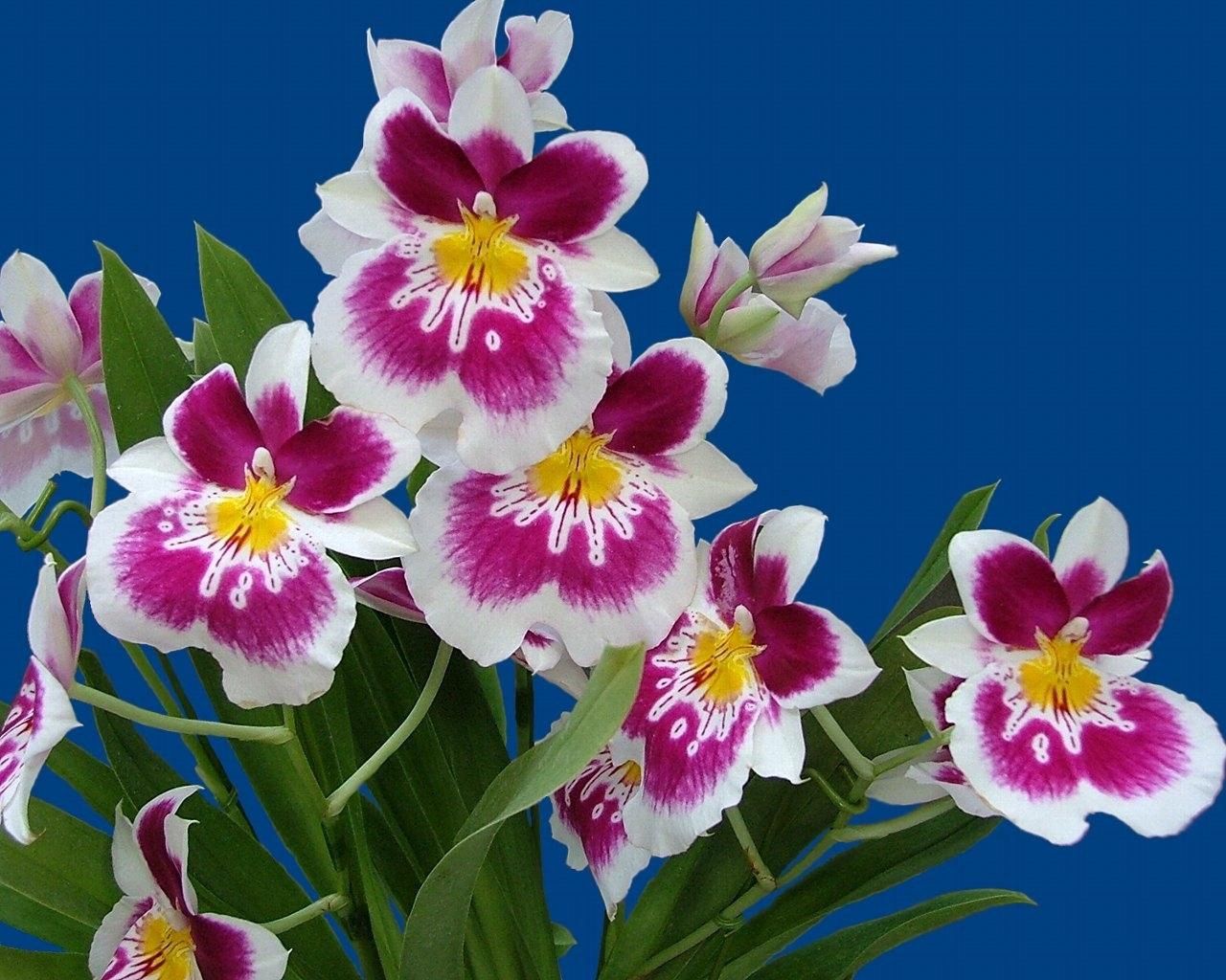 154141 Bildschirmschoner und Hintergrundbilder Orchideen auf Ihrem Telefon. Laden Sie grünen, hintergrund, blumen, strauß Bilder kostenlos herunter