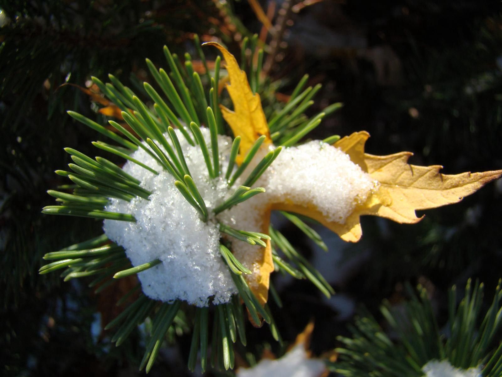Laden Sie das Natur, Kiefer, Schnee, Blatt, Stacheln, Dornen, Pine-Bild kostenlos auf Ihren PC-Desktop herunter
