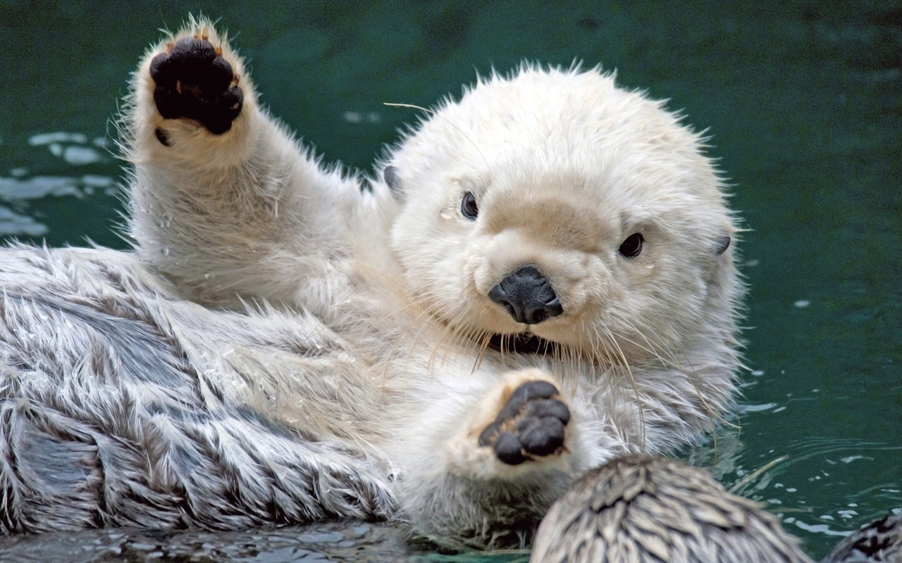 37602 Hintergrundbild herunterladen tiere, otters - Bildschirmschoner und Bilder kostenlos