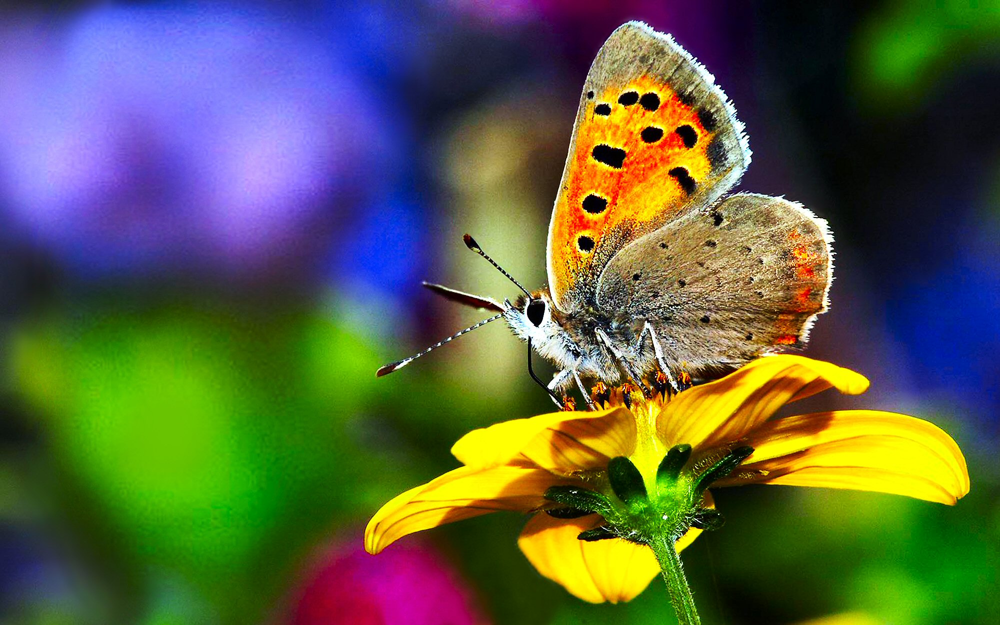 animal, butterfly, colorful, flower, insect, pastel