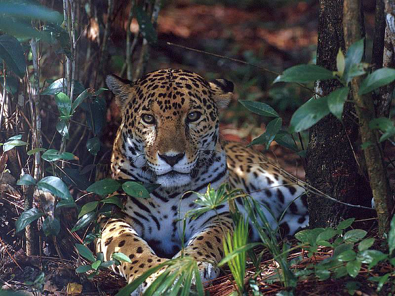 Leopards animals Lock Screen