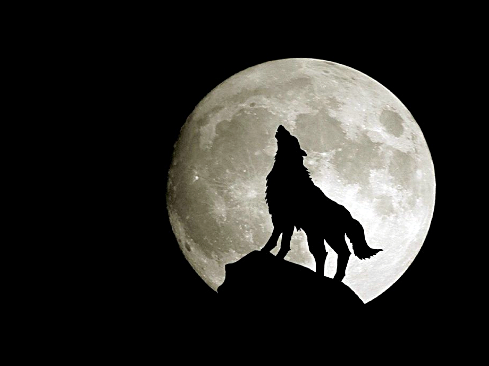 wolf, moon, animal, howling Full HD
