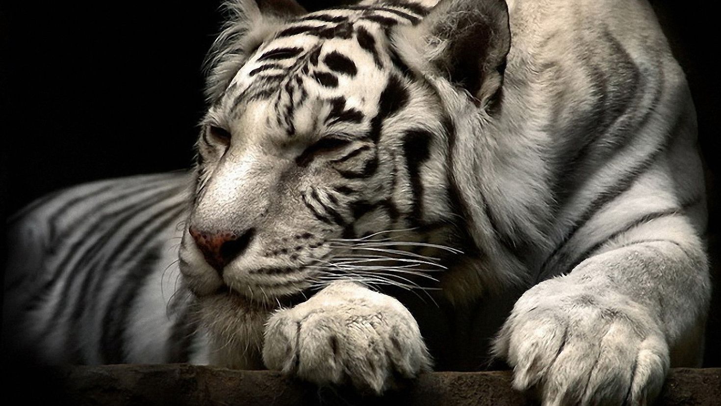 Фото тигра в профиль