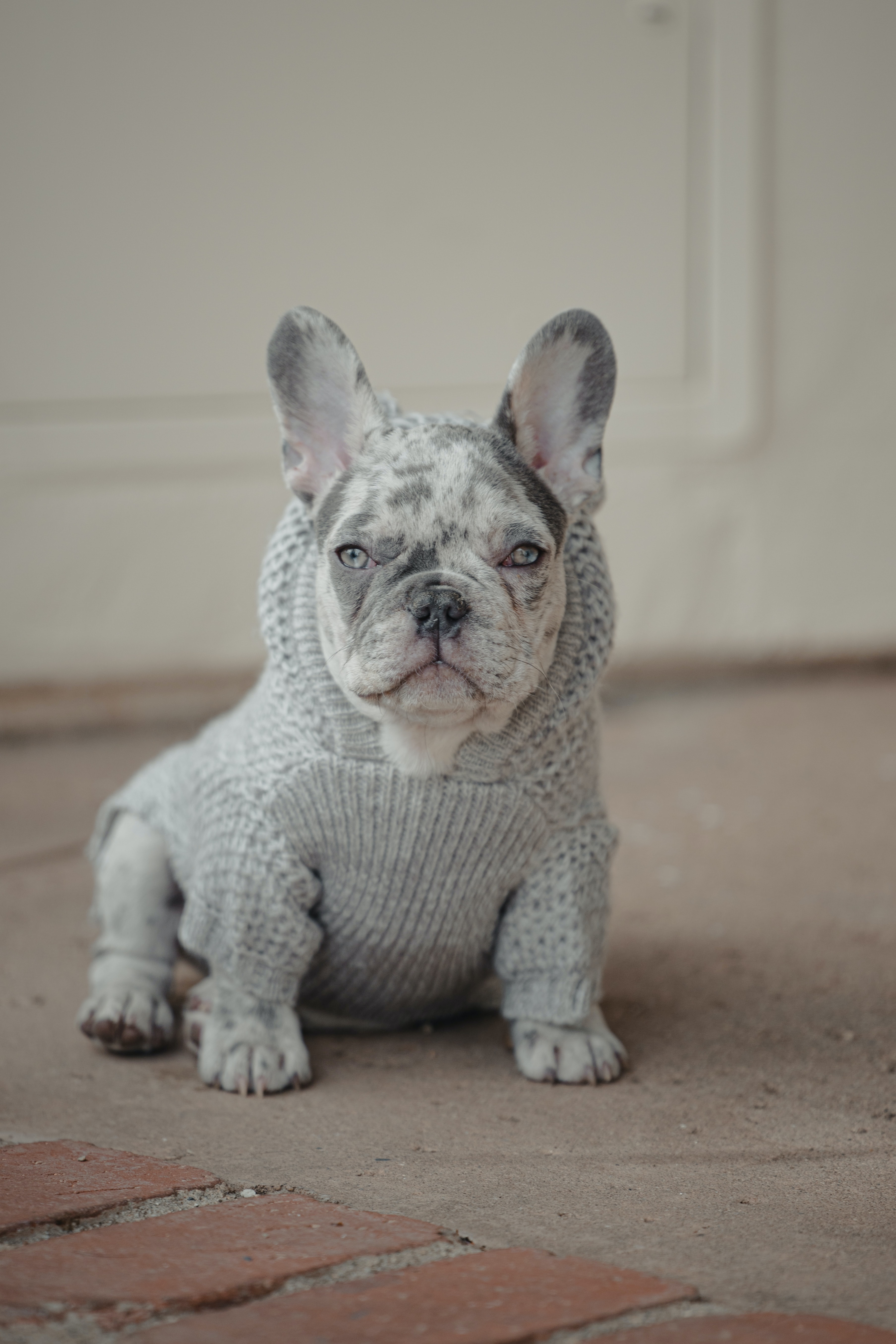 Handy-Wallpaper Tiere, Hund, Haustier, Albino, Sweatshirt, Pullover, Französische Bulldogge kostenlos herunterladen.