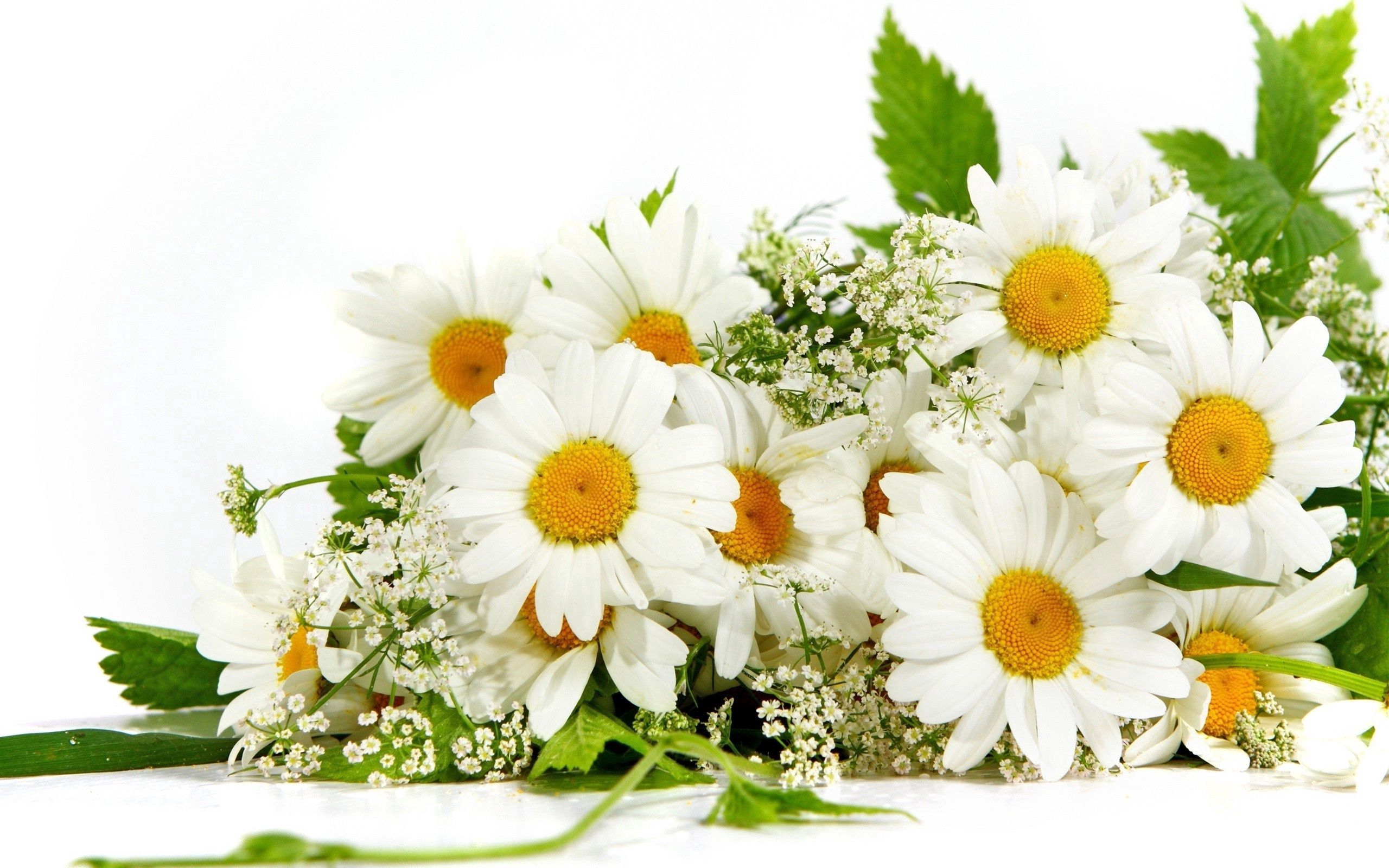 Laden Sie das Sommer, Blumen, Kamille, Grünen, Grüne, Strauß, Bouquet, Stimmung-Bild kostenlos auf Ihren PC-Desktop herunter