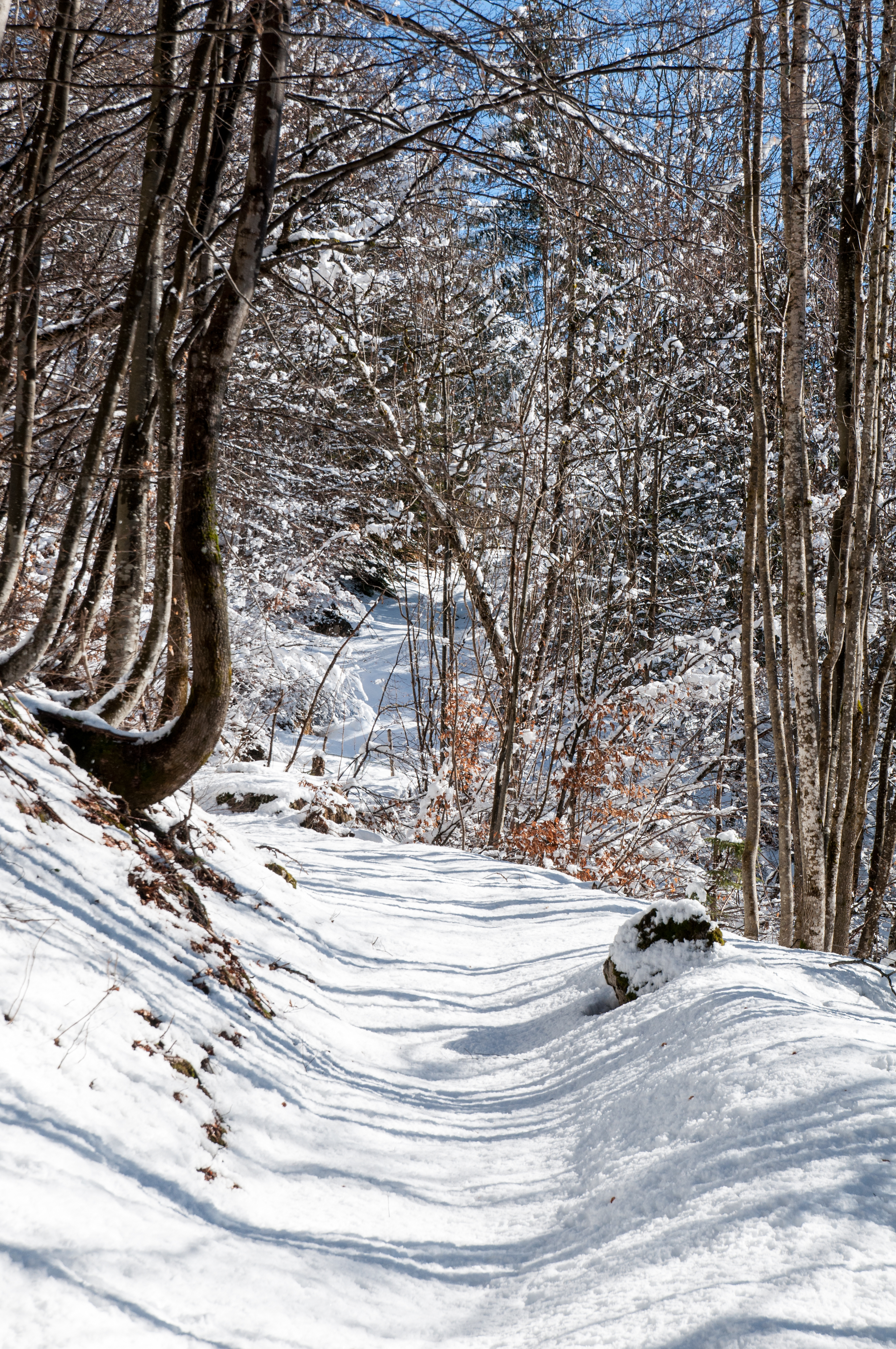 Handy-Wallpaper Winter, Natur, Schnee, Wald, Pfad kostenlos herunterladen.