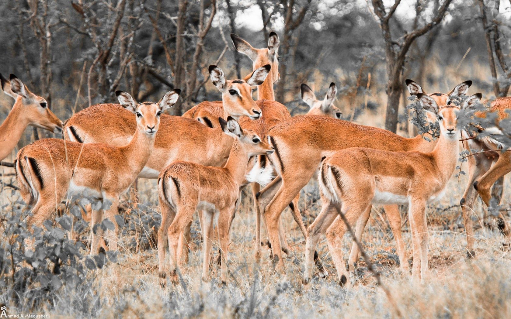 Deers cellphone Wallpaper