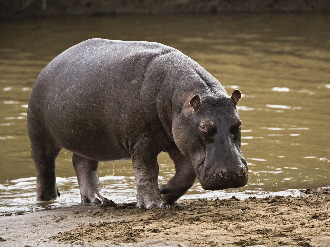 49522 Hintergrundbild herunterladen tiere, hippos - Bildschirmschoner und Bilder kostenlos