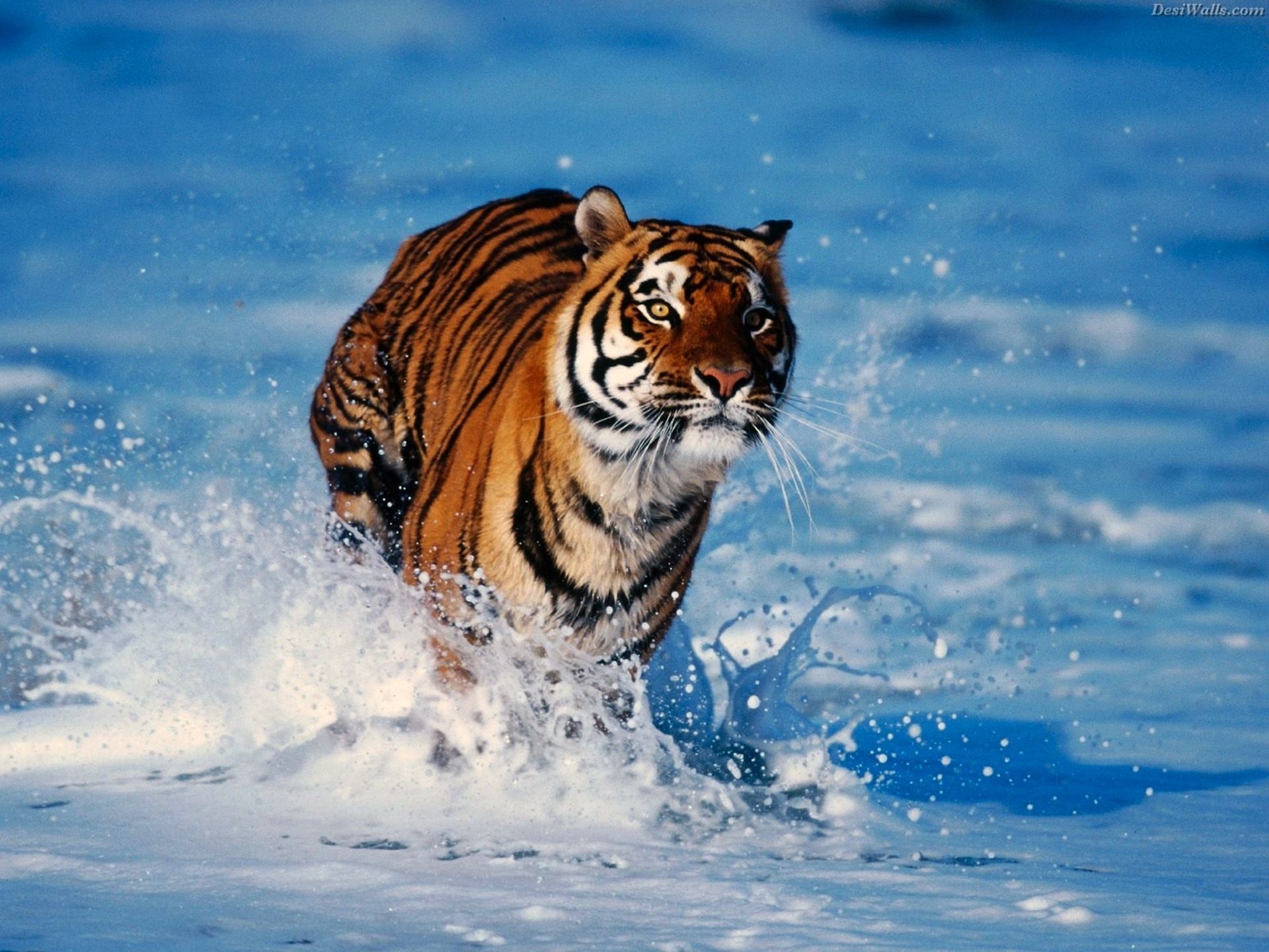 89056 Bild herunterladen tiere, schnee, raubtier, predator, tiger, weglaufen, ausführen - Hintergrundbilder und Bildschirmschoner kostenlos