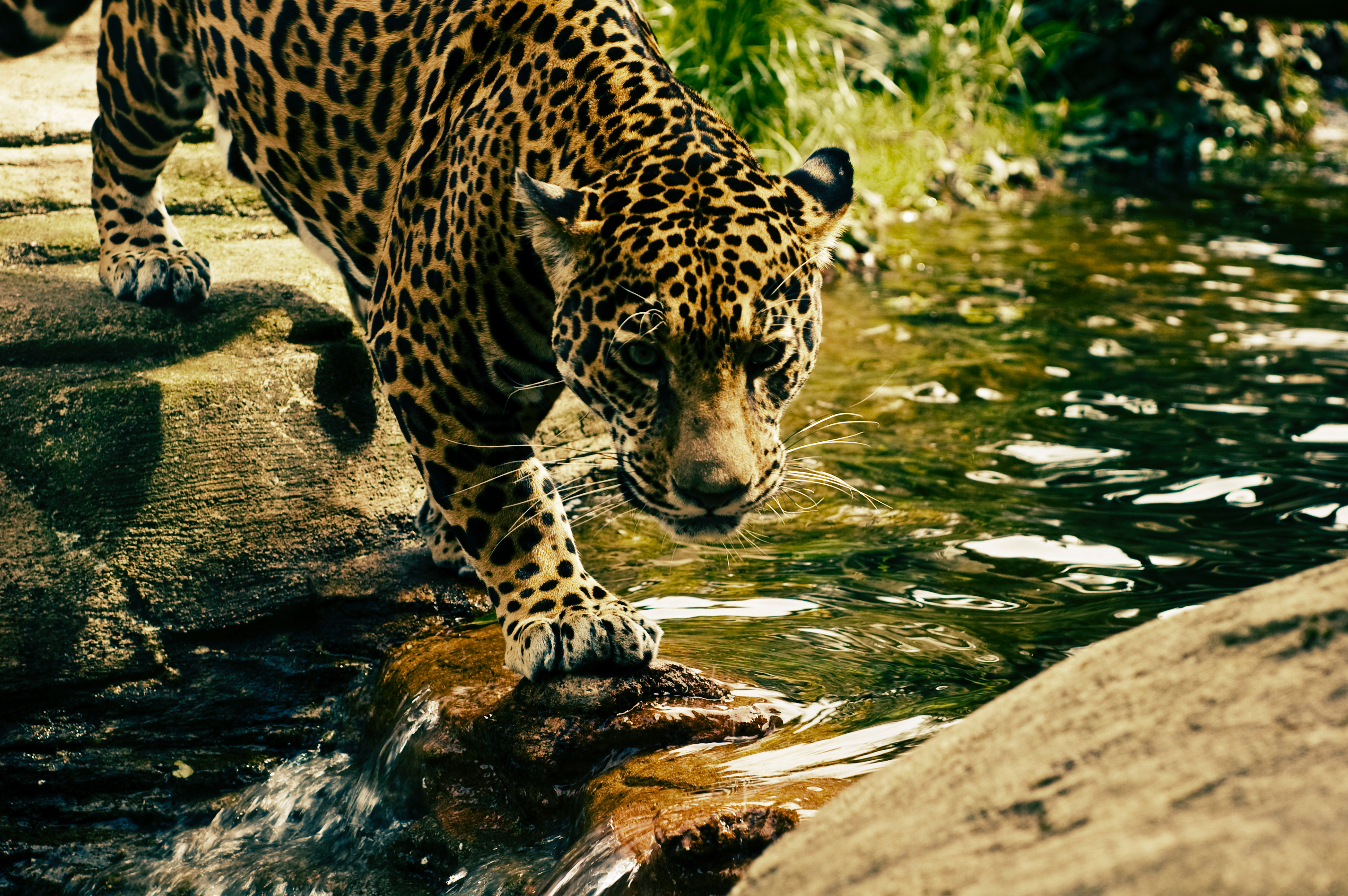 predator, animals, water, leopard, big cat