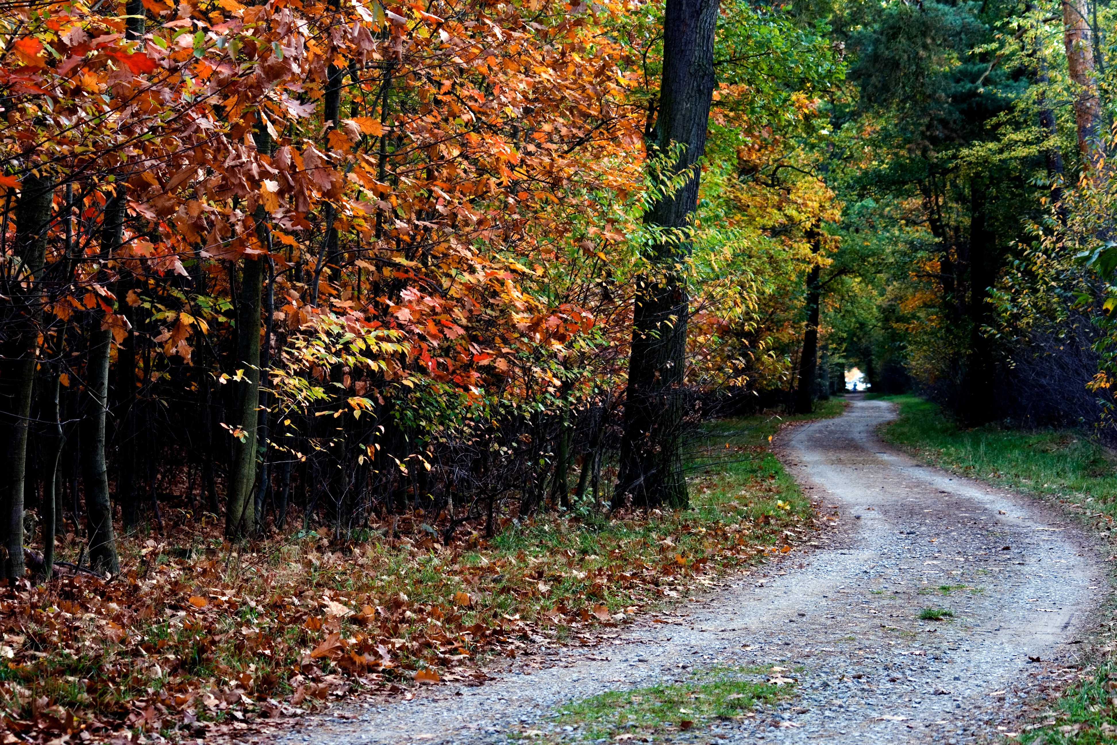 64176 download wallpaper nature, trees, autumn, path, foliage screensavers and pictures for free
