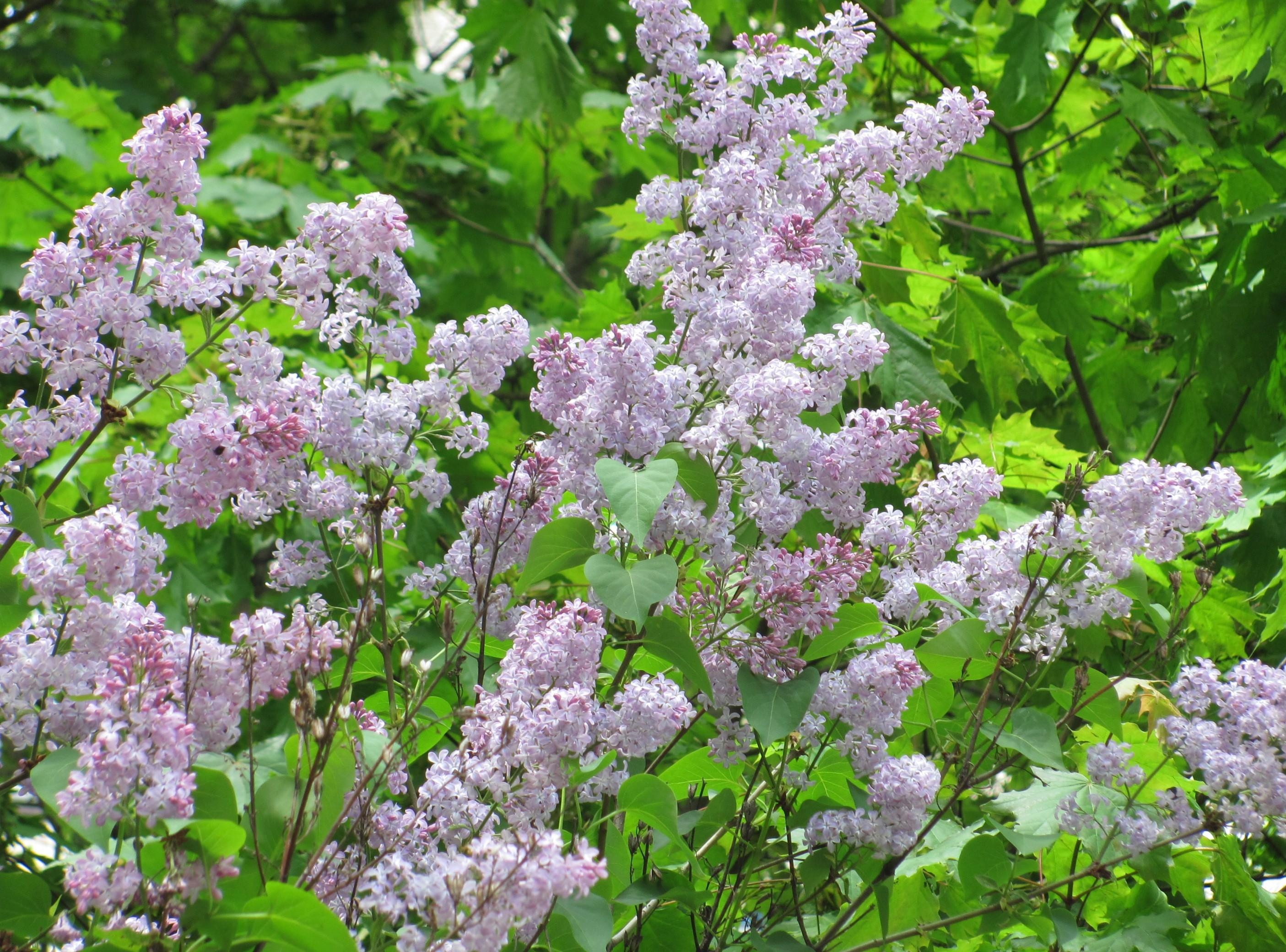 Laden Sie das Blumen, Lilac, Geäst, Zweige, Blühen, Blühenden, Grüne, Grünen, Frühling-Bild kostenlos auf Ihren PC-Desktop herunter