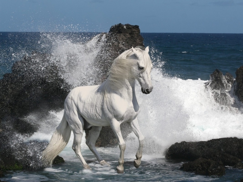 49047 download wallpaper horses, animals, gray screensavers and pictures for free