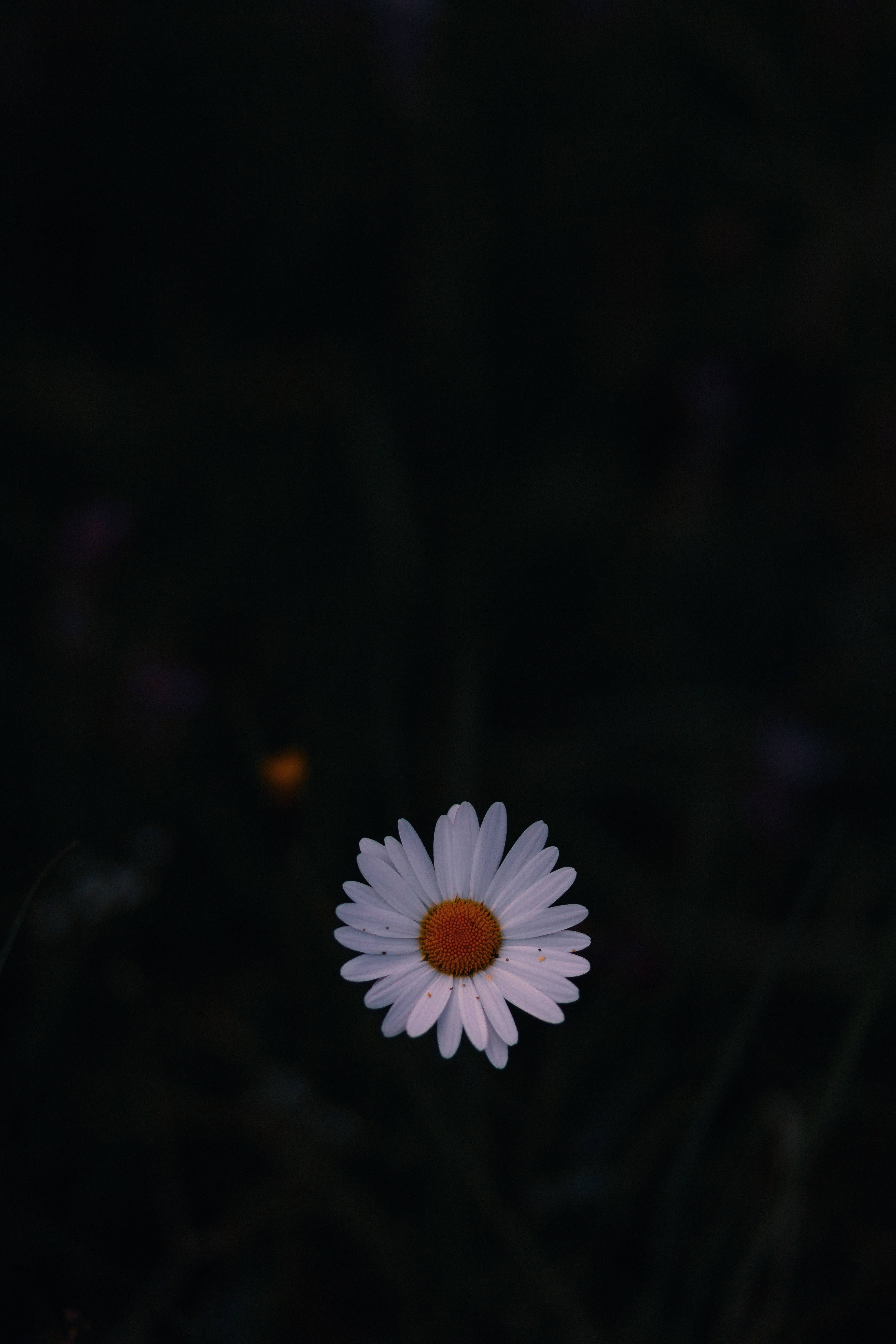dark, camomile, dark background, chamomile, wild flower, field flower mobile wallpaper