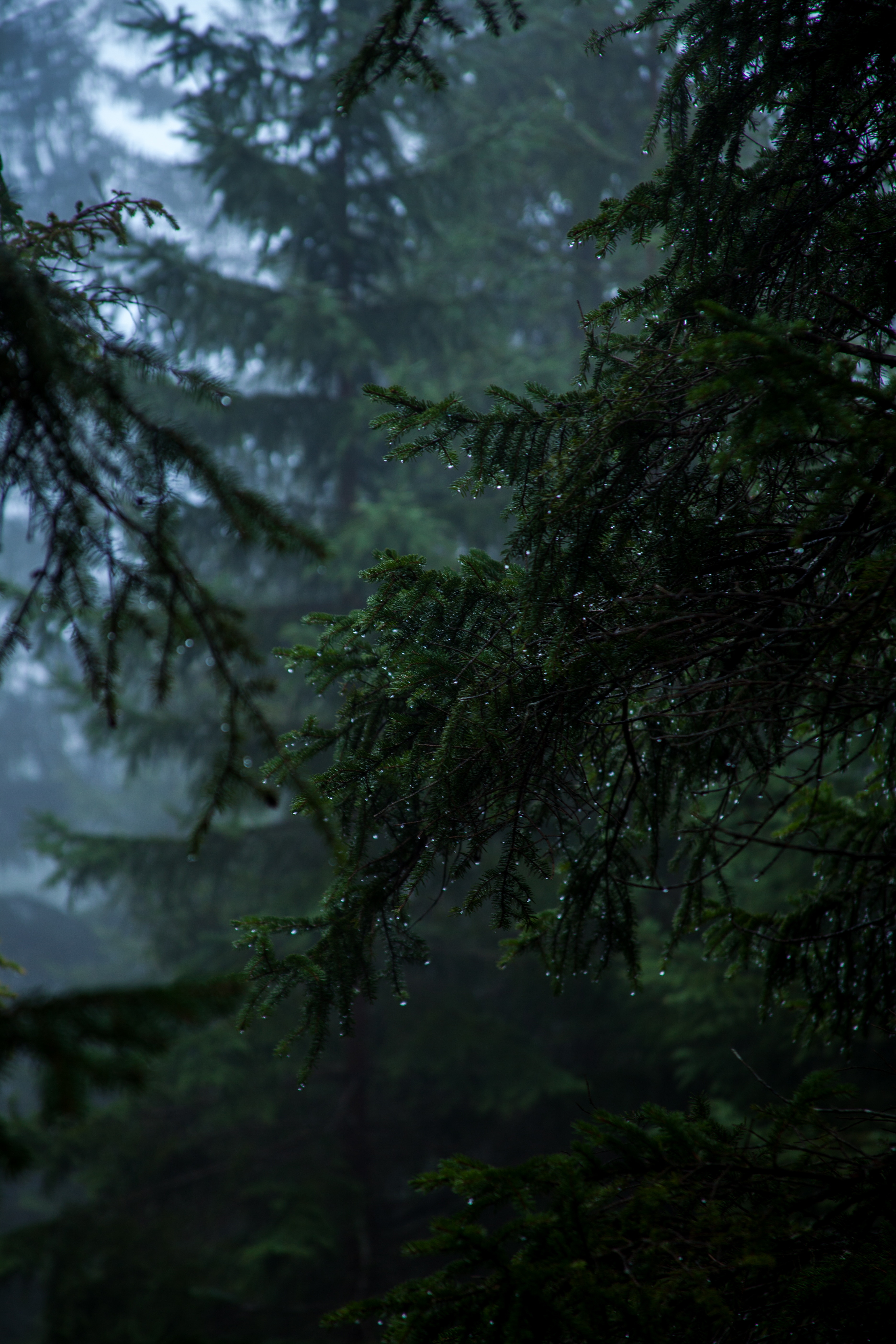 rain, fog, nature, drops, dark, branch