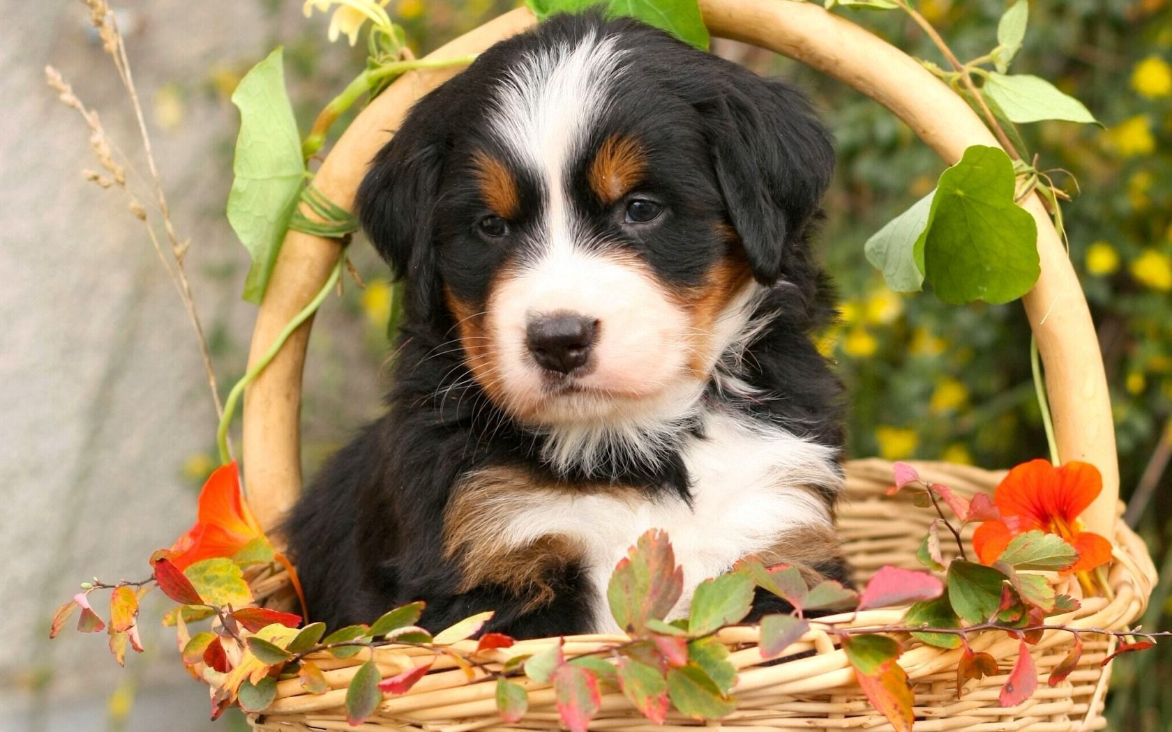 Laden Sie das Hund, Blumen, Tiere, Welpen, Hündchen, Korb, Berner Sennenhund, Berner Zennenhund, Berner Schäferhund-Bild kostenlos auf Ihren PC-Desktop herunter