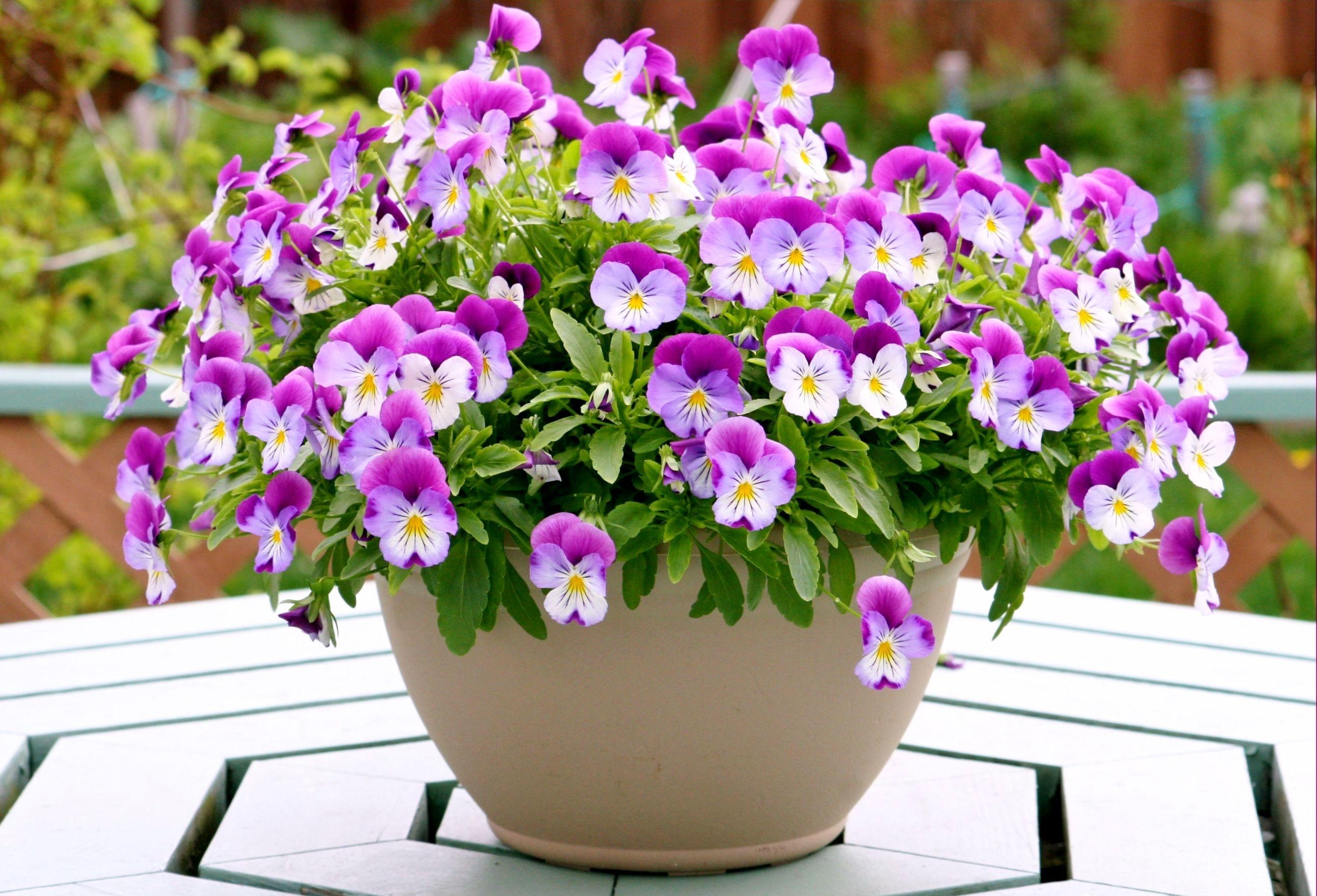 94268 download wallpaper flowers, pansies, table, pots, plant pot screensavers and pictures for free