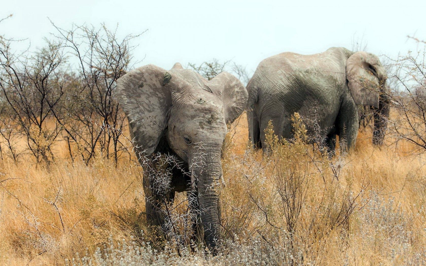 138576 Hintergrundbilder und Afrika Bilder auf dem Desktop. Laden Sie elephants, natur, tiere Bildschirmschoner kostenlos auf den PC herunter