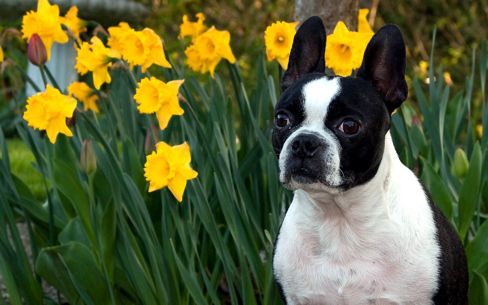 Laden Sie das Tiere, Blumen, Narzissen, Hund, Schnauze, Bulldog, Bulldogge-Bild kostenlos auf Ihren PC-Desktop herunter