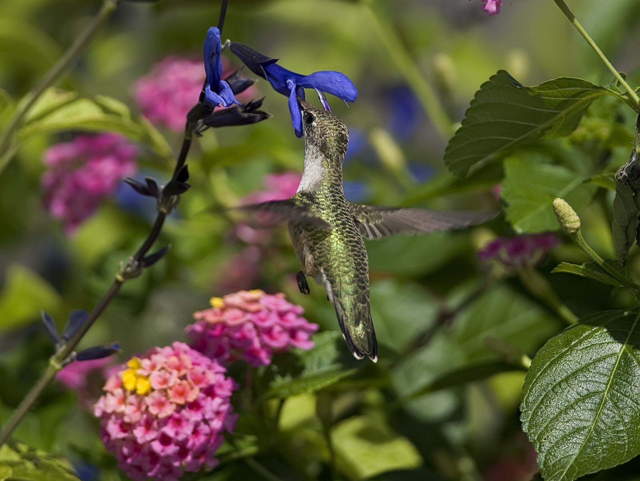 Download mobile wallpaper Bird, Animals, Flowers, Humming-Birds, Beautiful, Branch, Flight for free.
