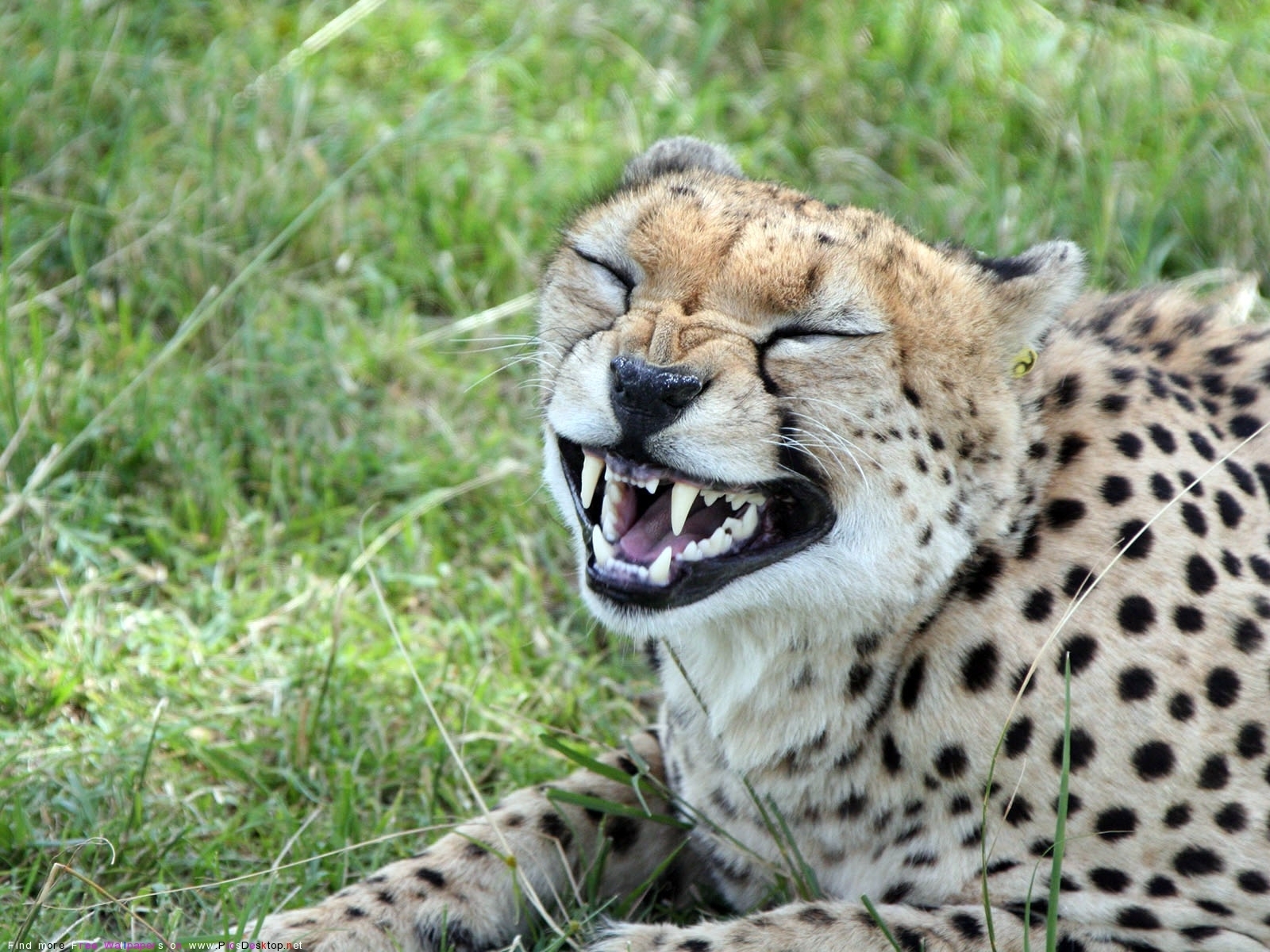9497 Bild herunterladen tiere, geparden - Hintergrundbilder und Bildschirmschoner kostenlos
