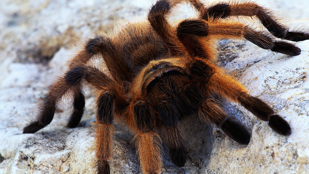 HD wallpaper animal, tarantula, spider