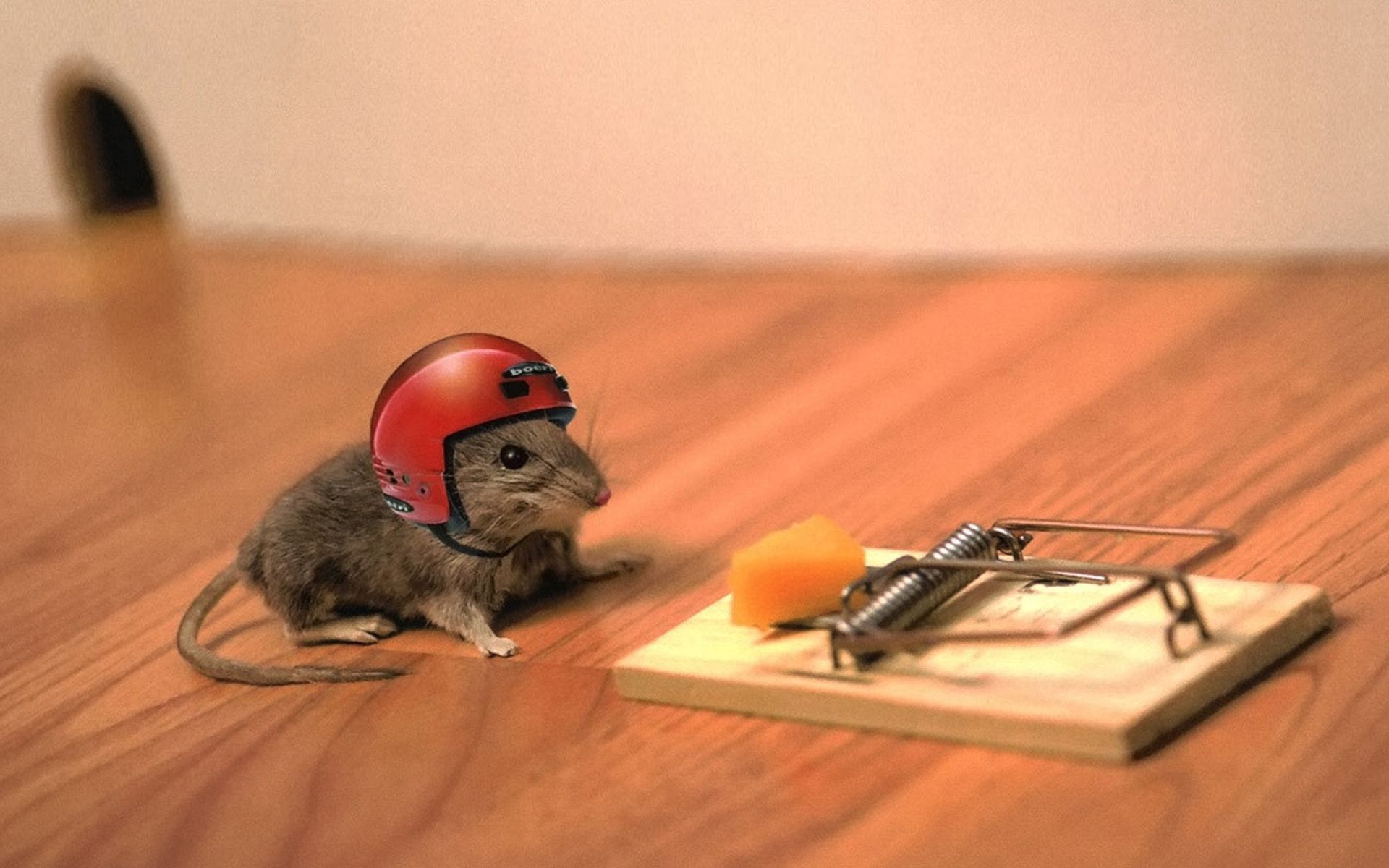 animals, cheese, helmet, mouse, situation, joke, mousetrap High Definition image