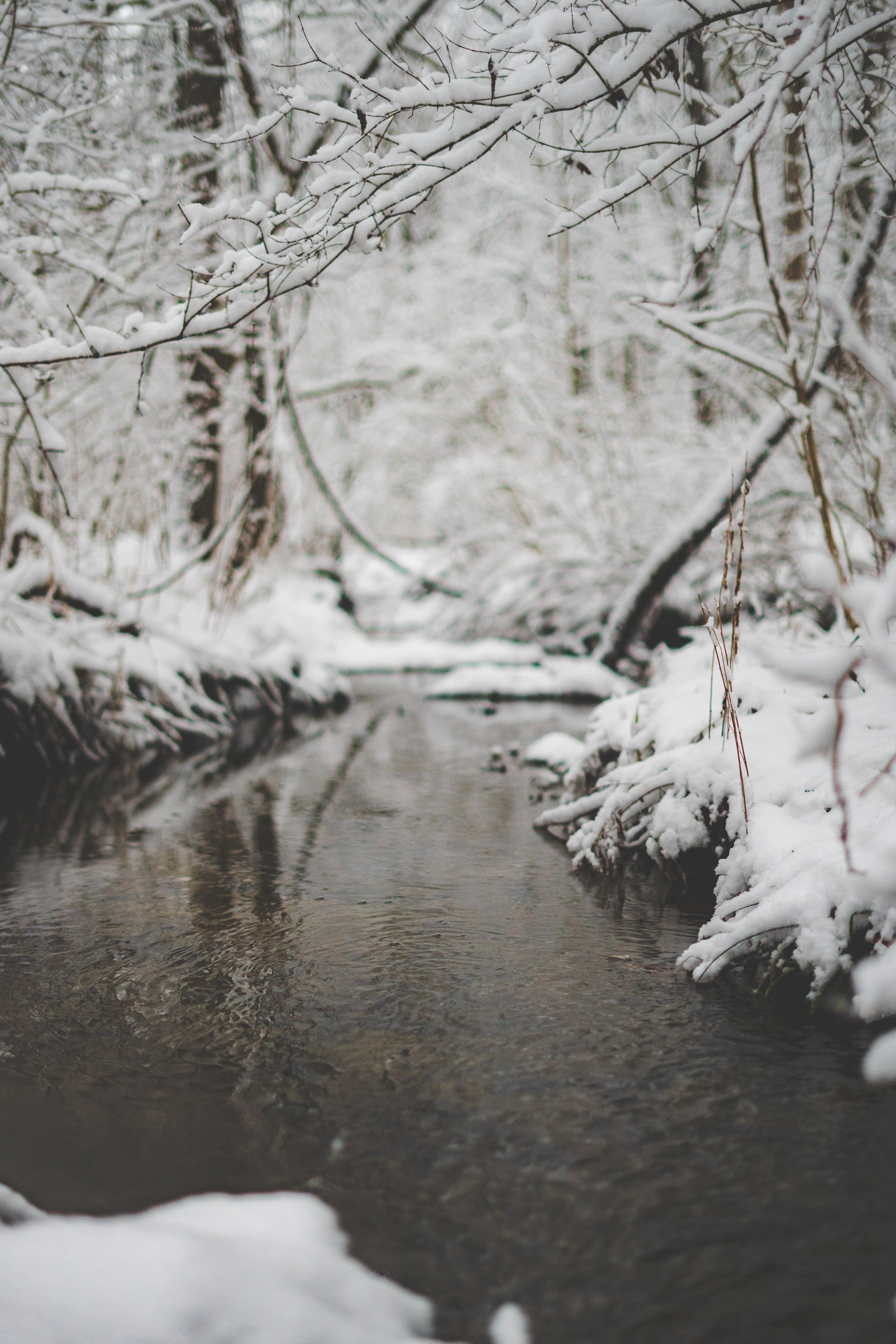 Laden Sie das Natur, Flüsse, Schnee, Ast, Zweig, Brook, Bach-Bild kostenlos auf Ihren PC-Desktop herunter
