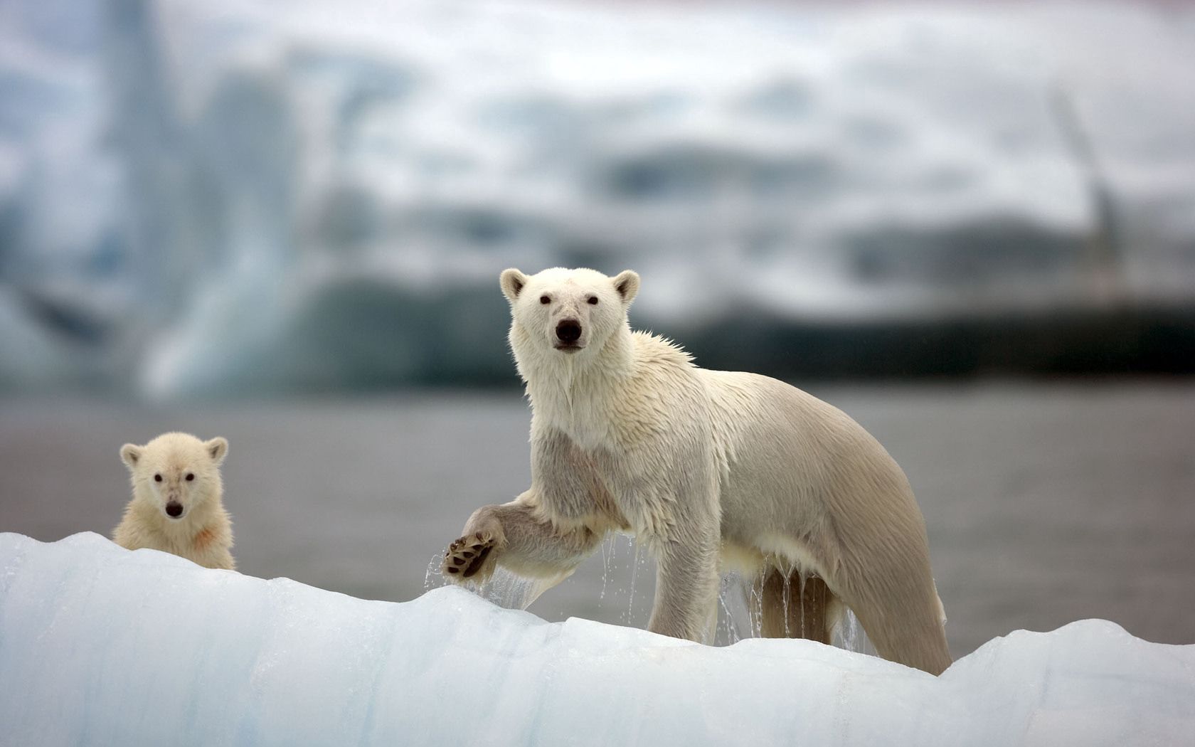 animals, snow, stroll, family, arctic, white bears, polar bears