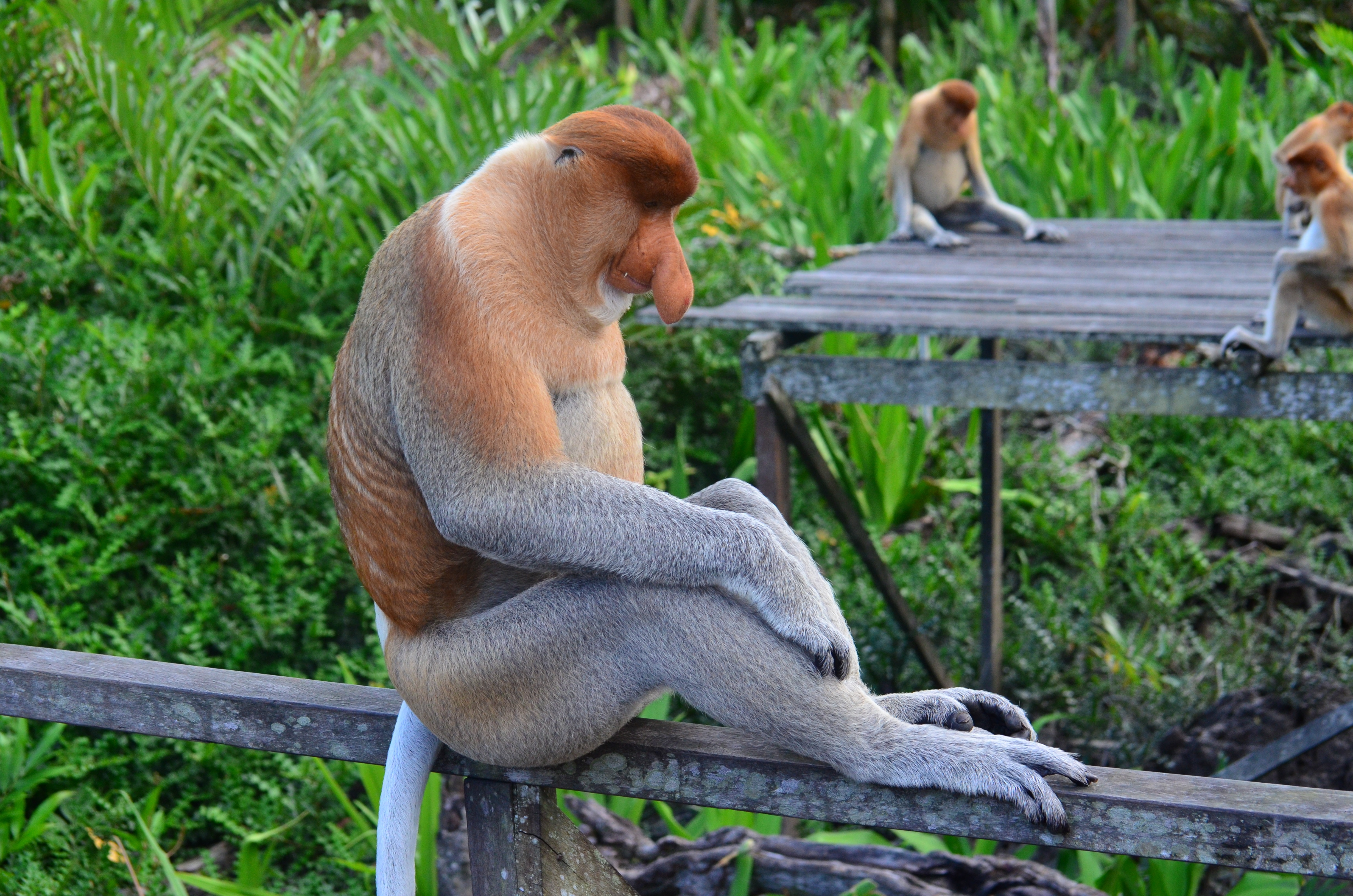 monkeys, animals, sit, nipple, nosach