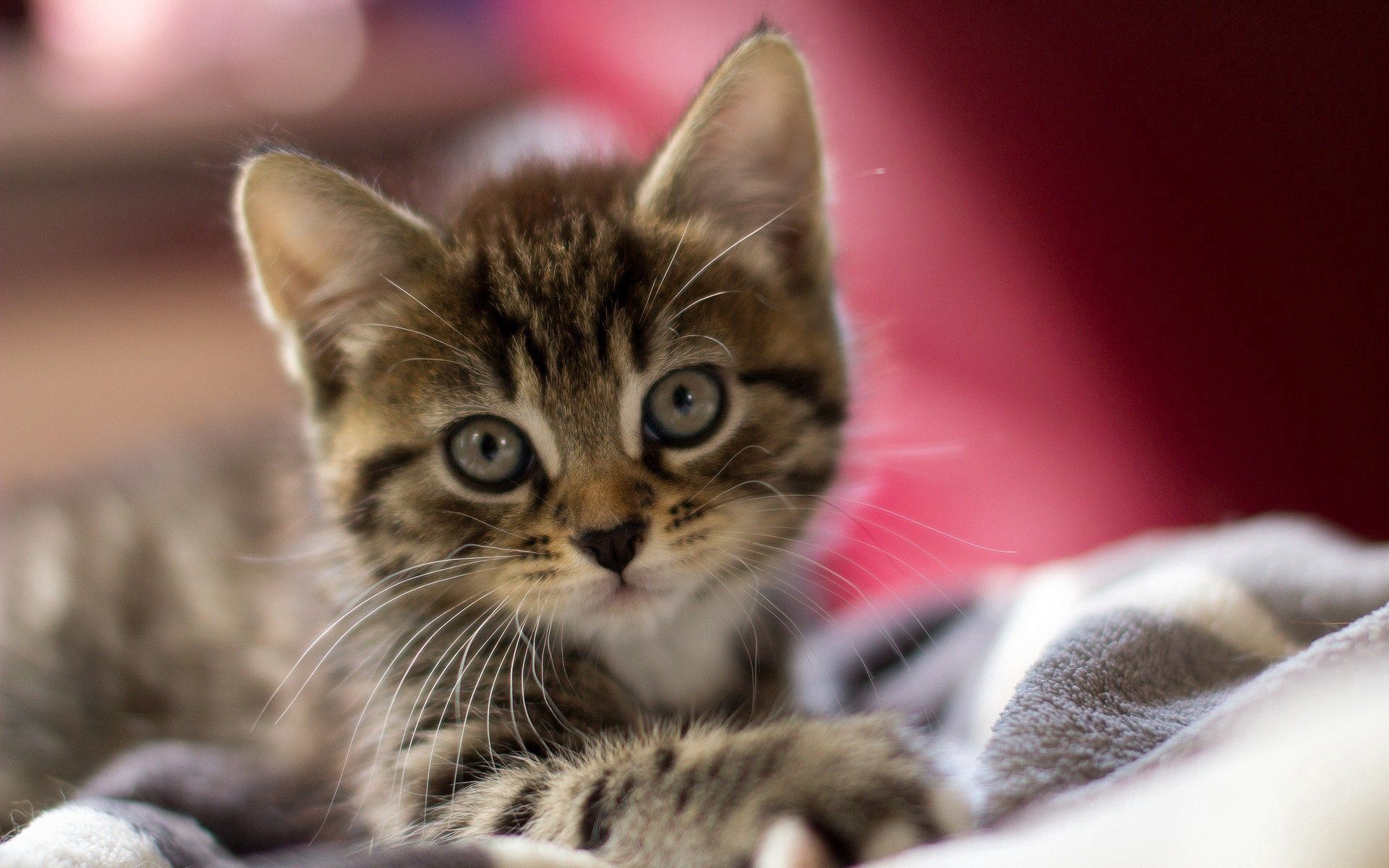 114073 3840x2160 PC pictures for free, download kitten, muzzle, kitty, striped 3840x2160 wallpapers on your desktop