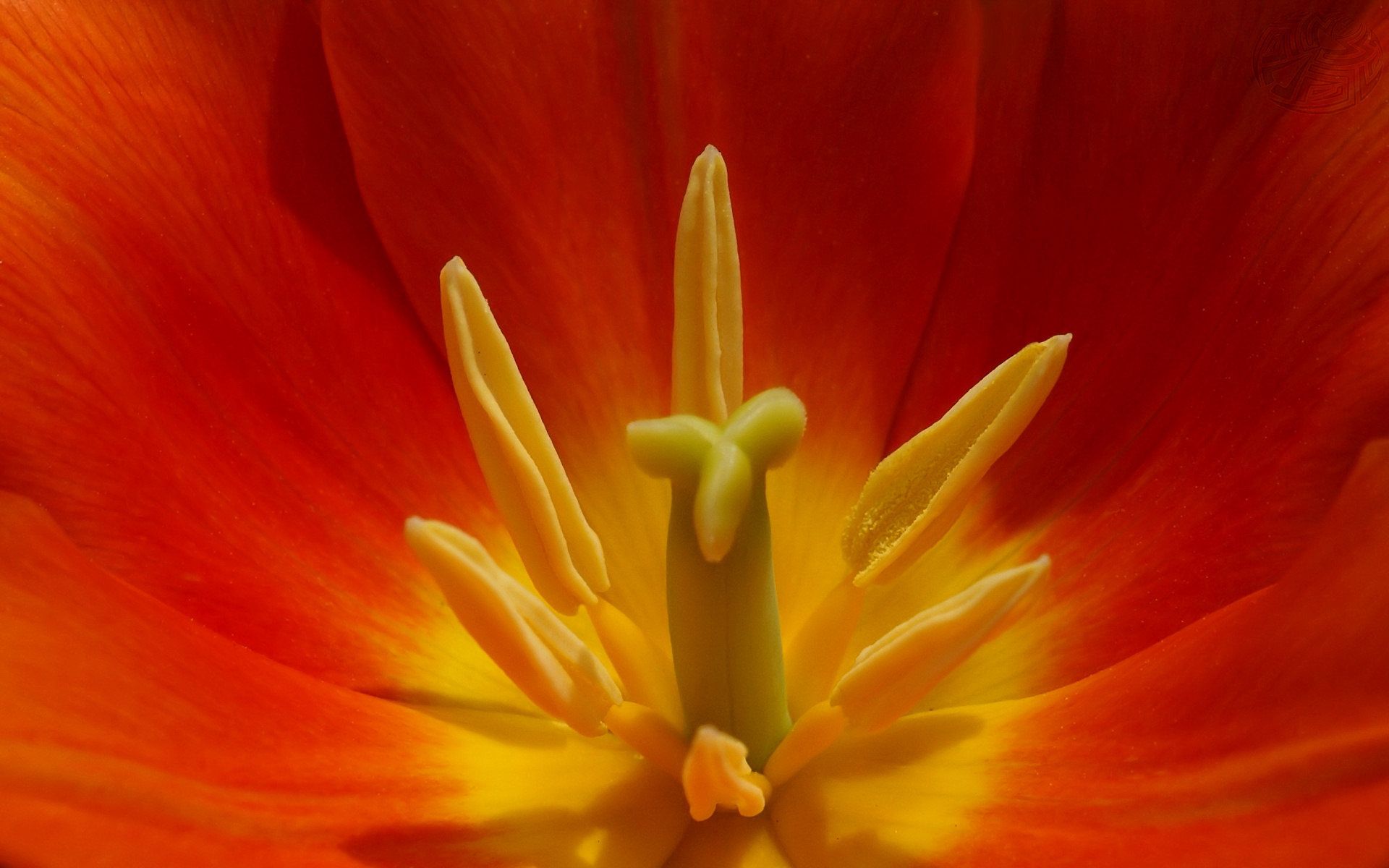72501 Bild herunterladen gelb, rot, blume, makro, tulip, tulpe - Hintergrundbilder und Bildschirmschoner kostenlos