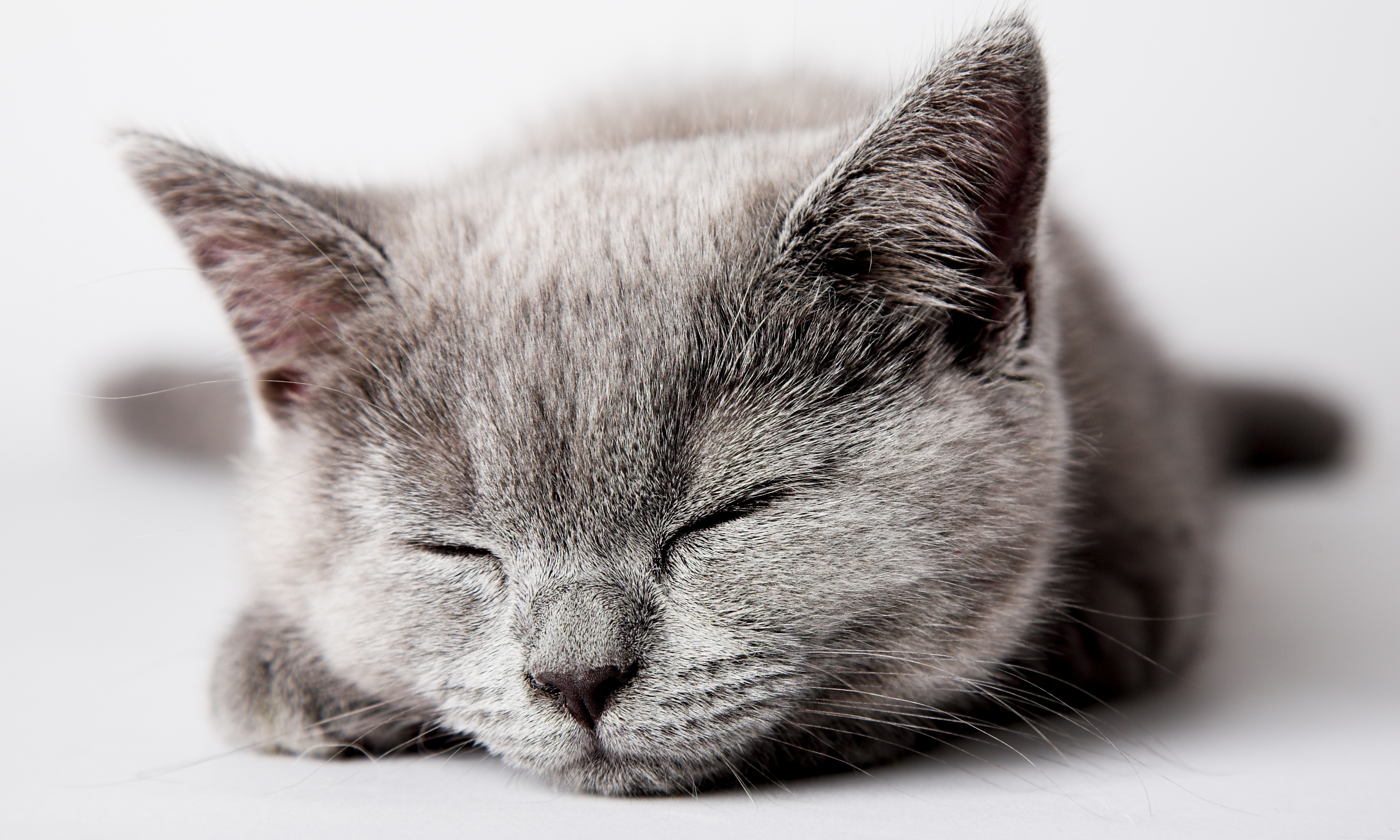 86388 3840x2160 PC pictures for free, download sleep, animals, kitten, dream 3840x2160 wallpapers on your desktop