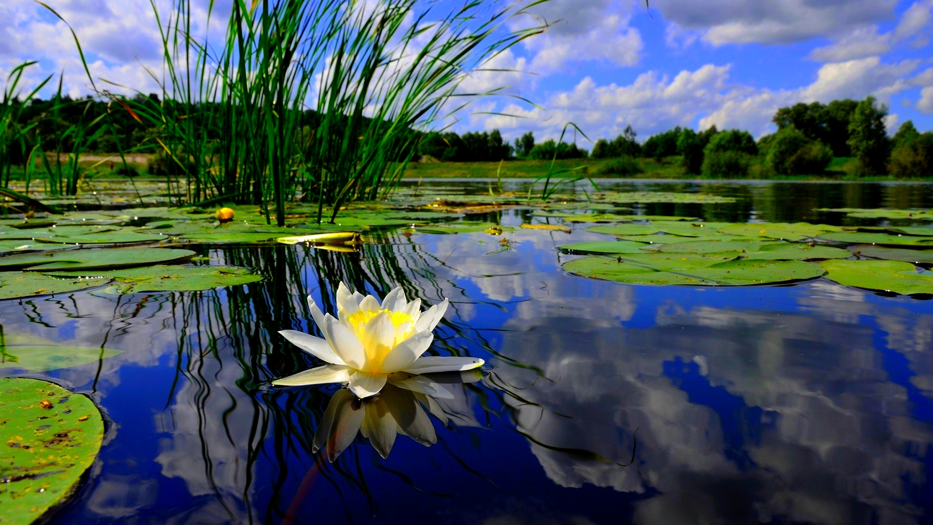 earth, lake, pond, reflection, water lily for android