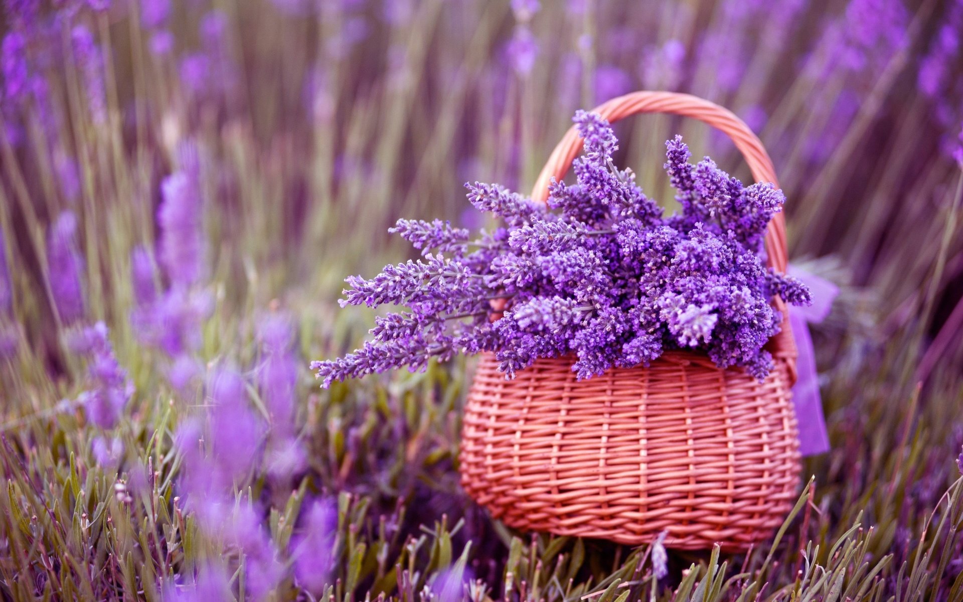 lavender, flowers, earth, flower download for free