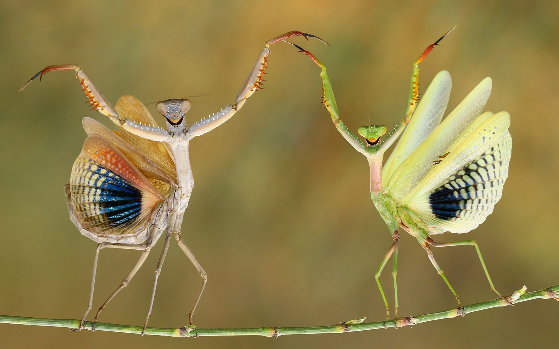 animal, praying mantis, grasshopper, insect, insects phone wallpaper