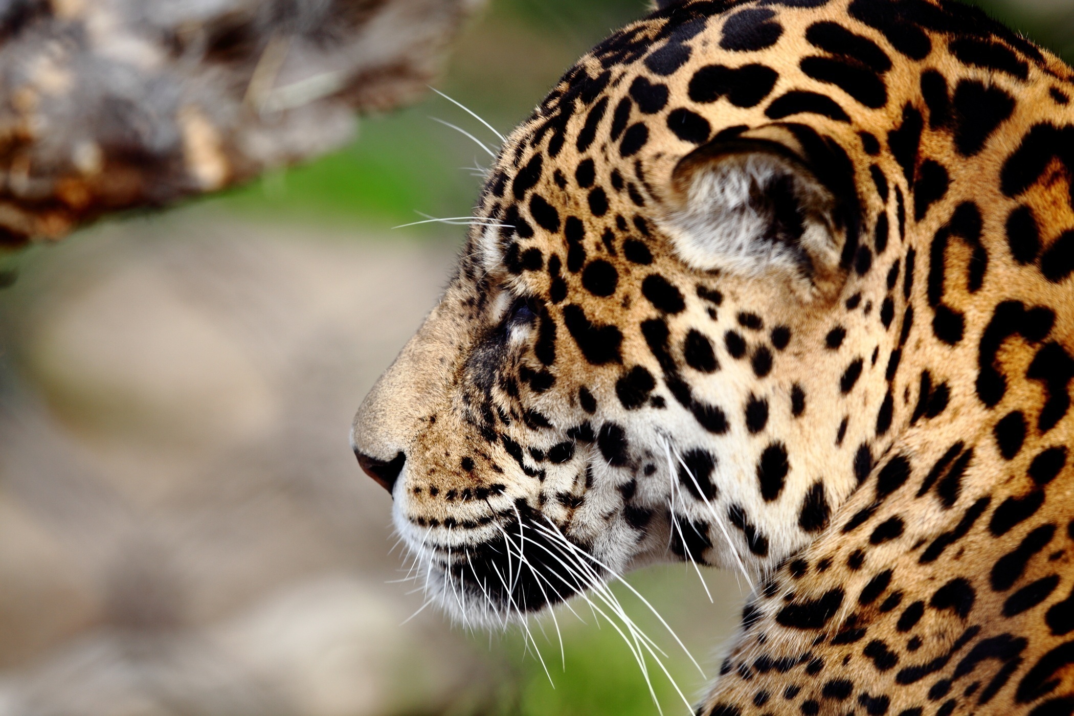 86760 Bild herunterladen tiere, jaguar, schnauze, raubtier, predator, wilde katze, wildkatze - Hintergrundbilder und Bildschirmschoner kostenlos