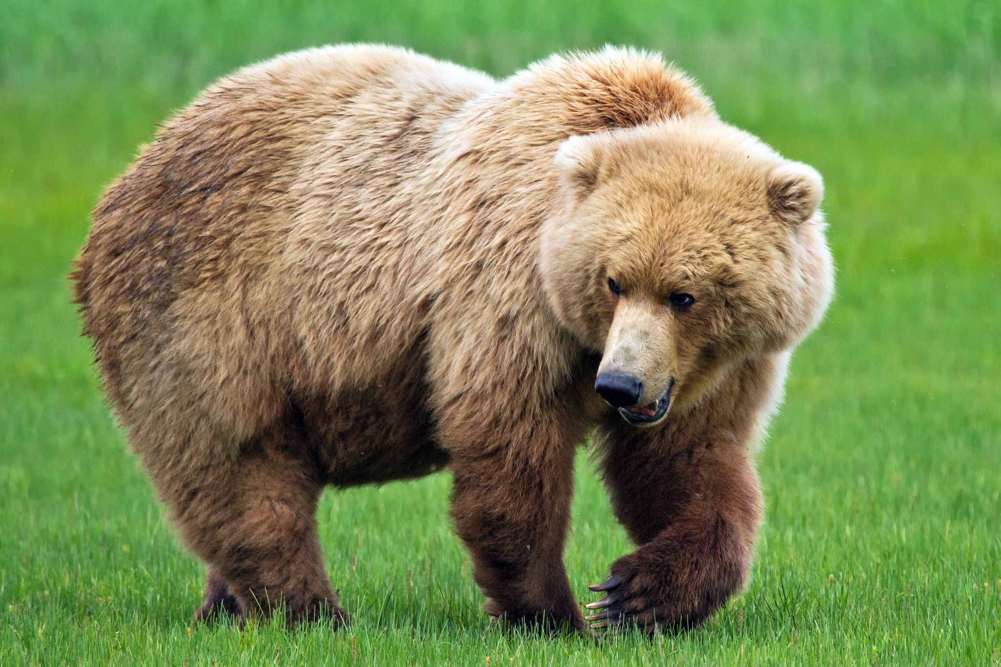 Free Images bear, fat, grass, thick Stroll