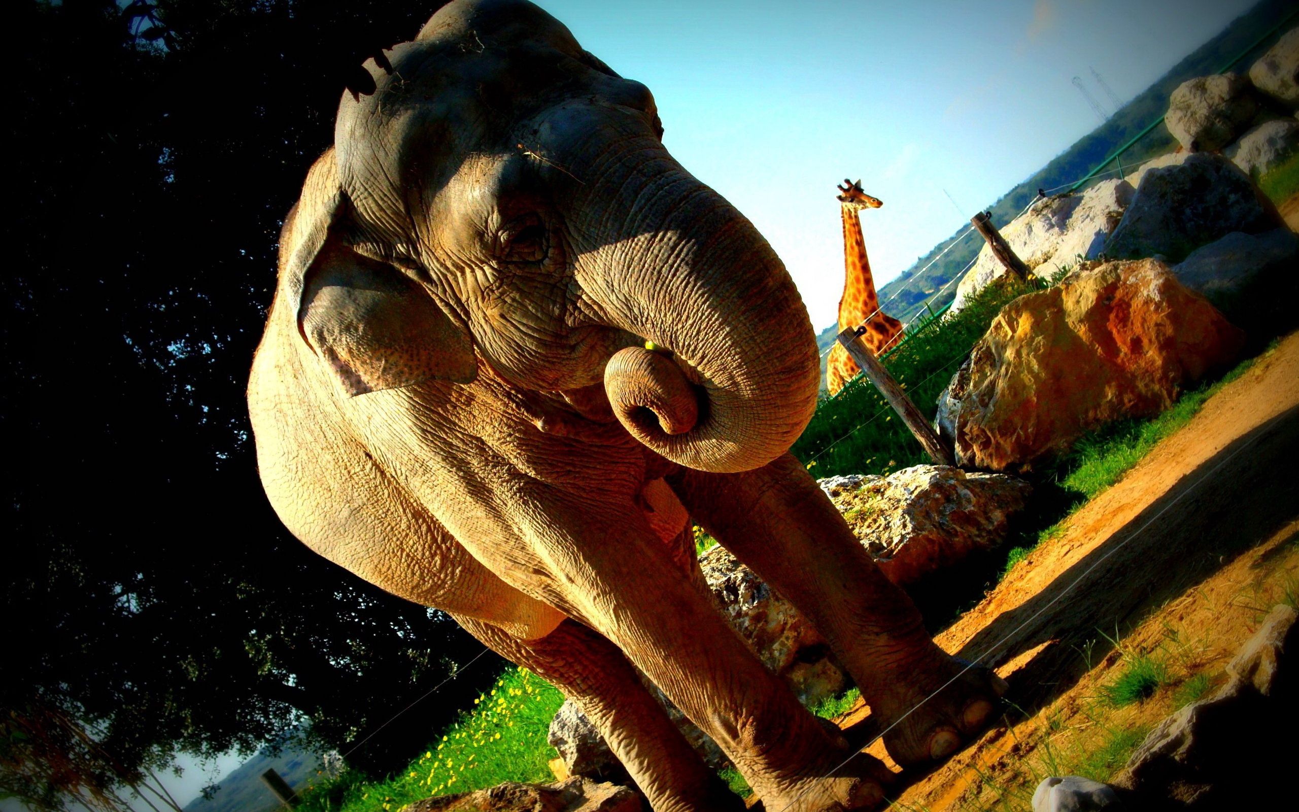 95062 Hintergrundbild herunterladen tiere, enorm, riesige, giraffe, elefant, elefanten, reservieren - Bildschirmschoner und Bilder kostenlos