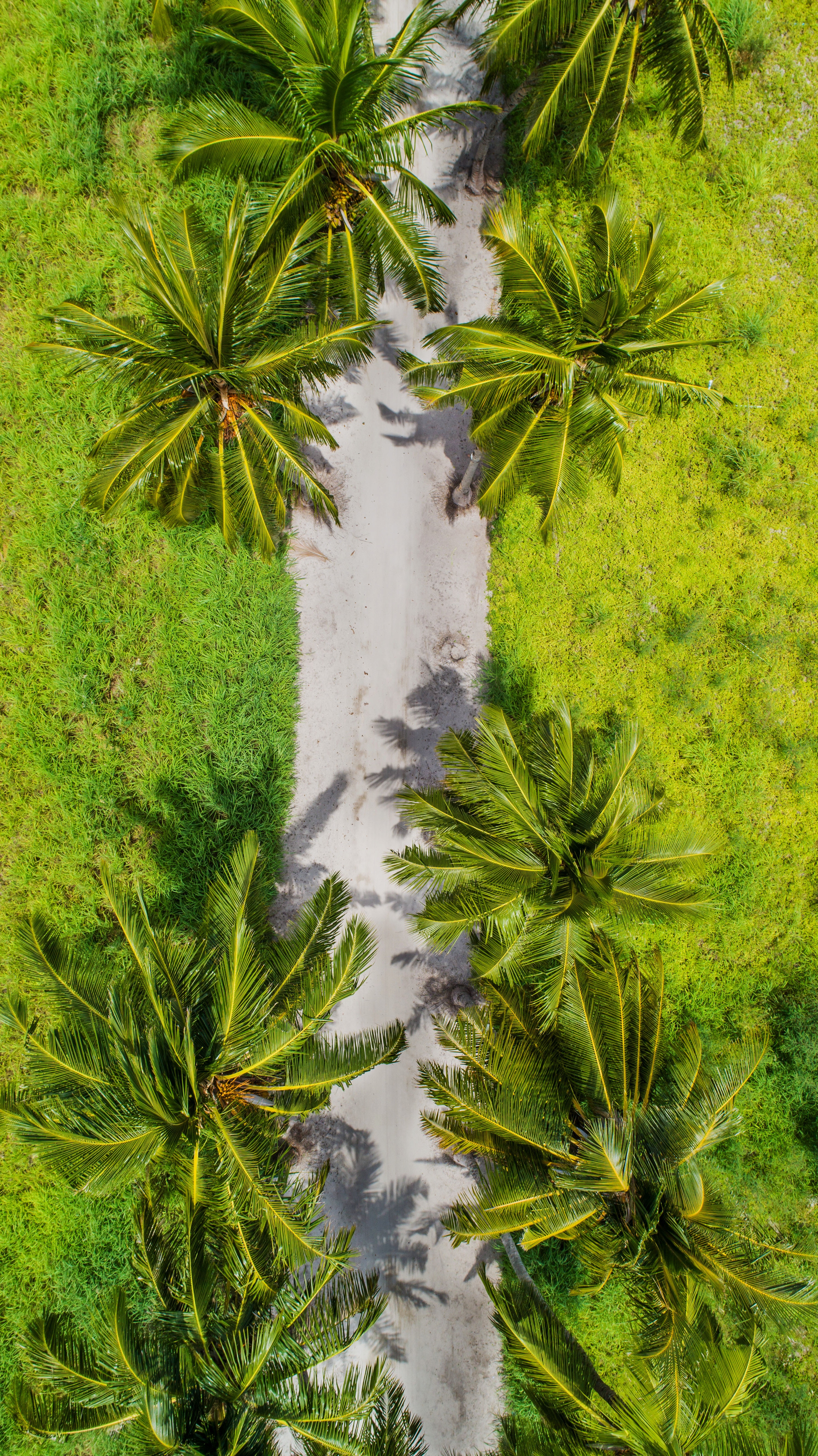 4K, FHD, UHD nature, view from above, path, palms