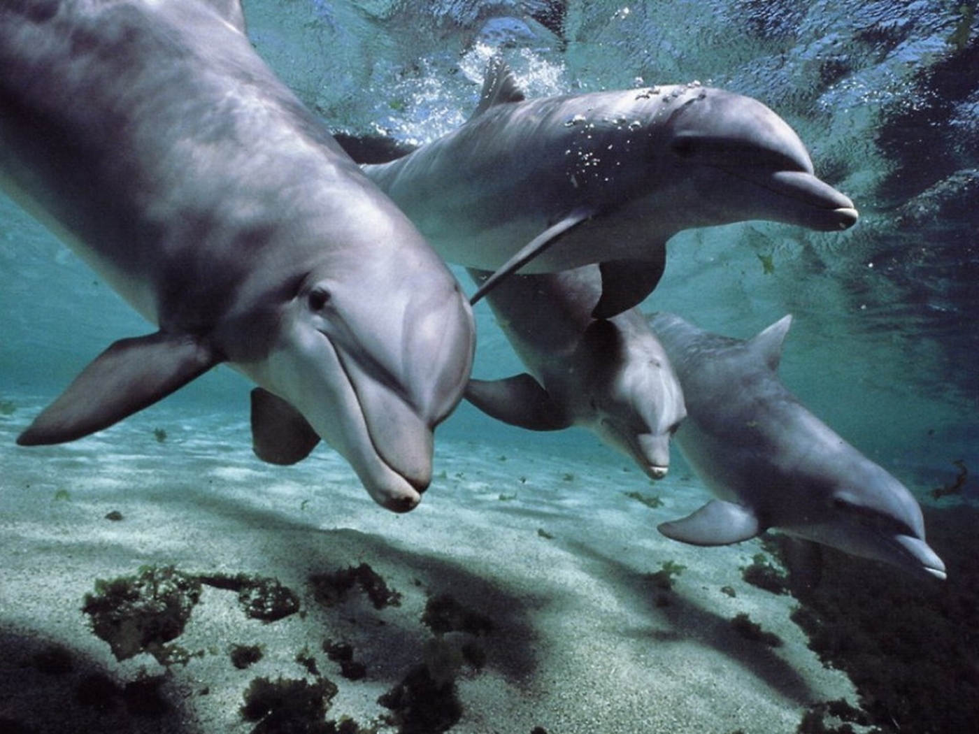 31495 Hintergrundbild herunterladen delfine, tiere - Bildschirmschoner und Bilder kostenlos