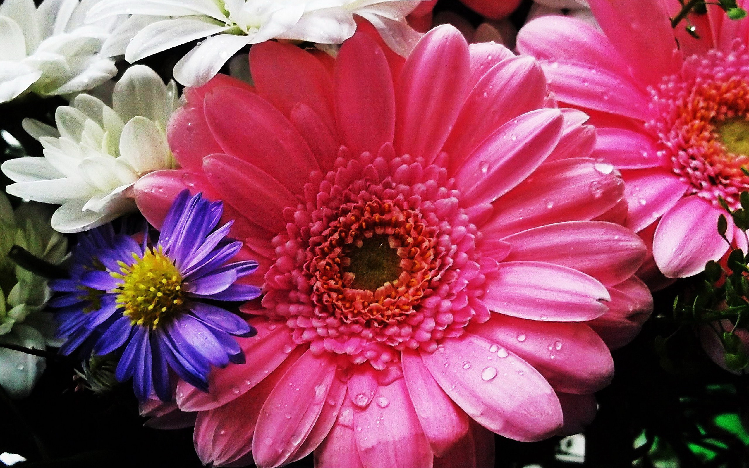 手機的396785屏保和壁紙粉红色的花。 免費下載  圖片