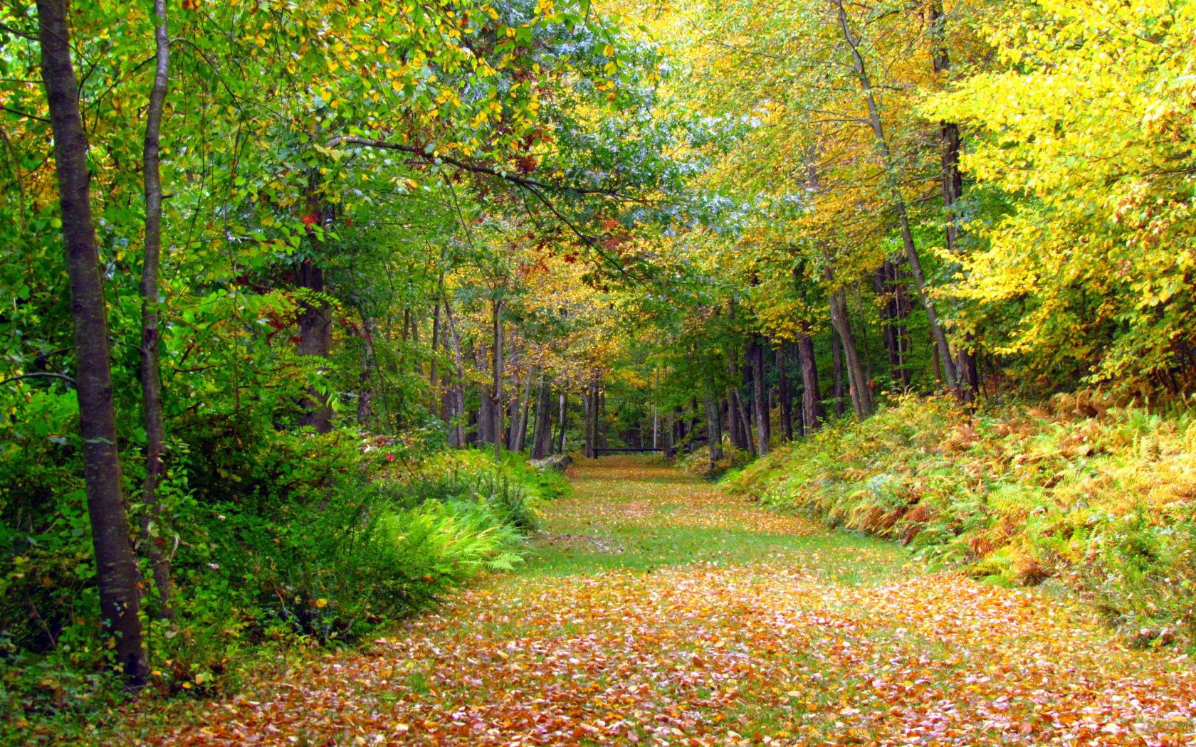 Скачать картинку Природа, Деревья, Листва, Осень в телефон бесплатно.